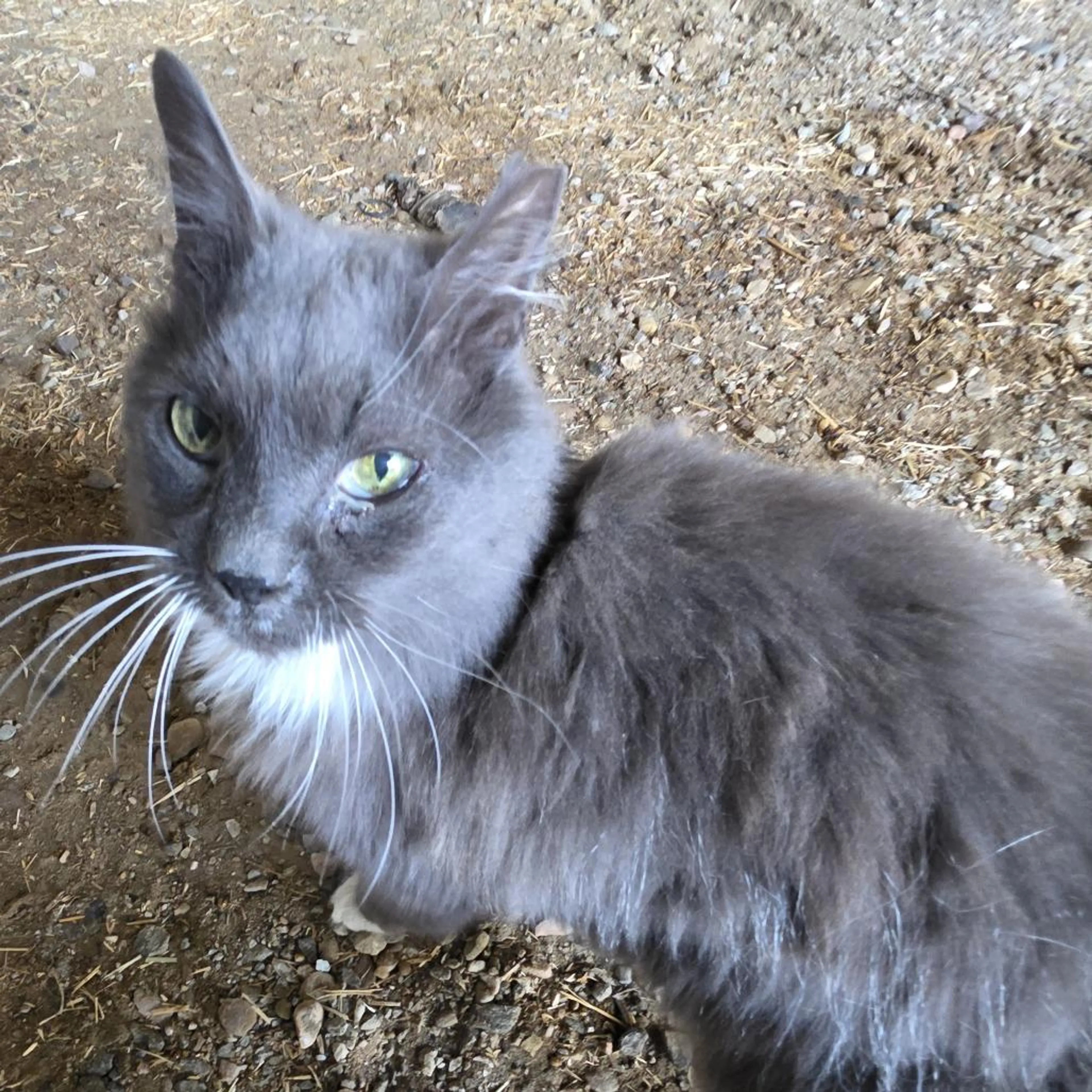 Found pet-2