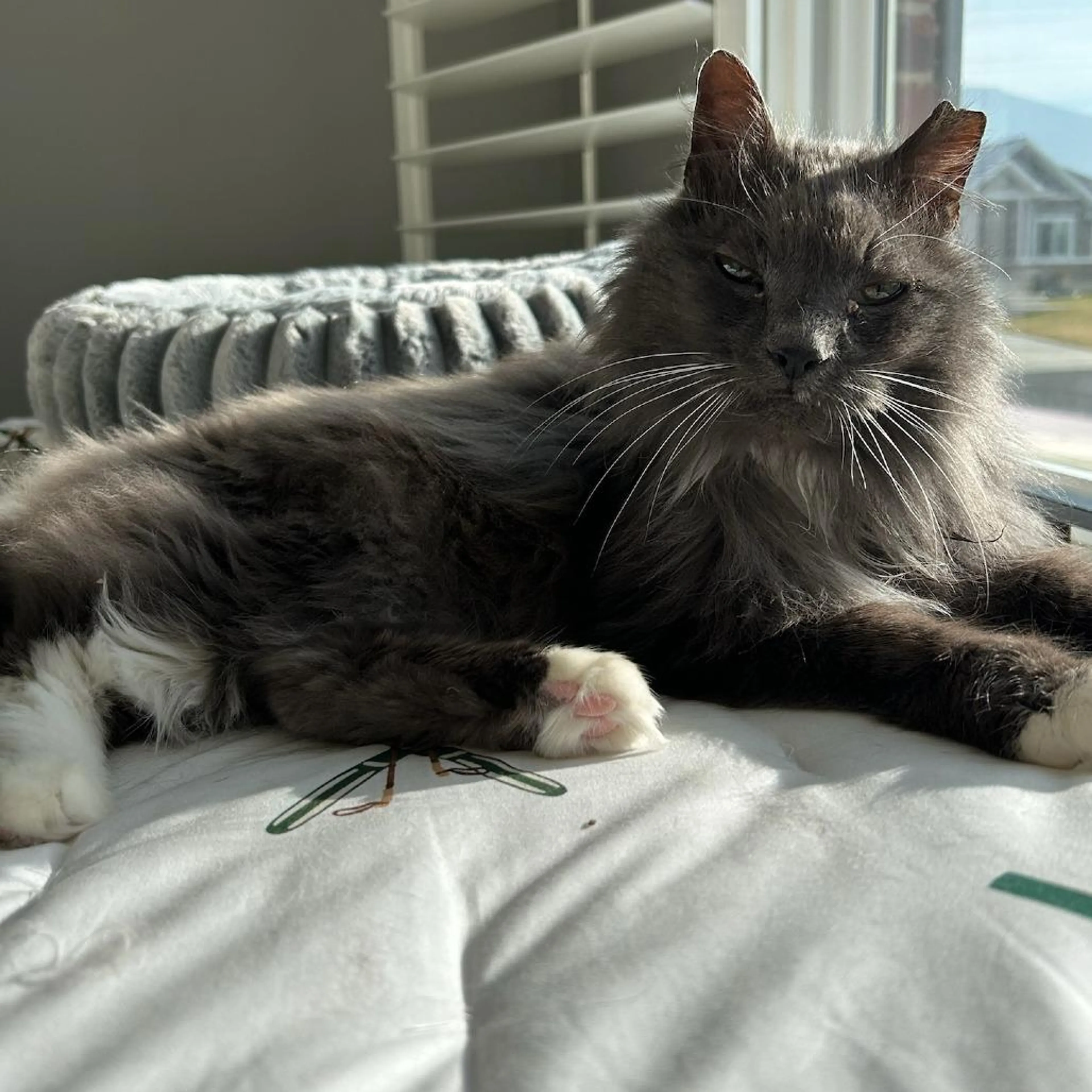 Found pet-1