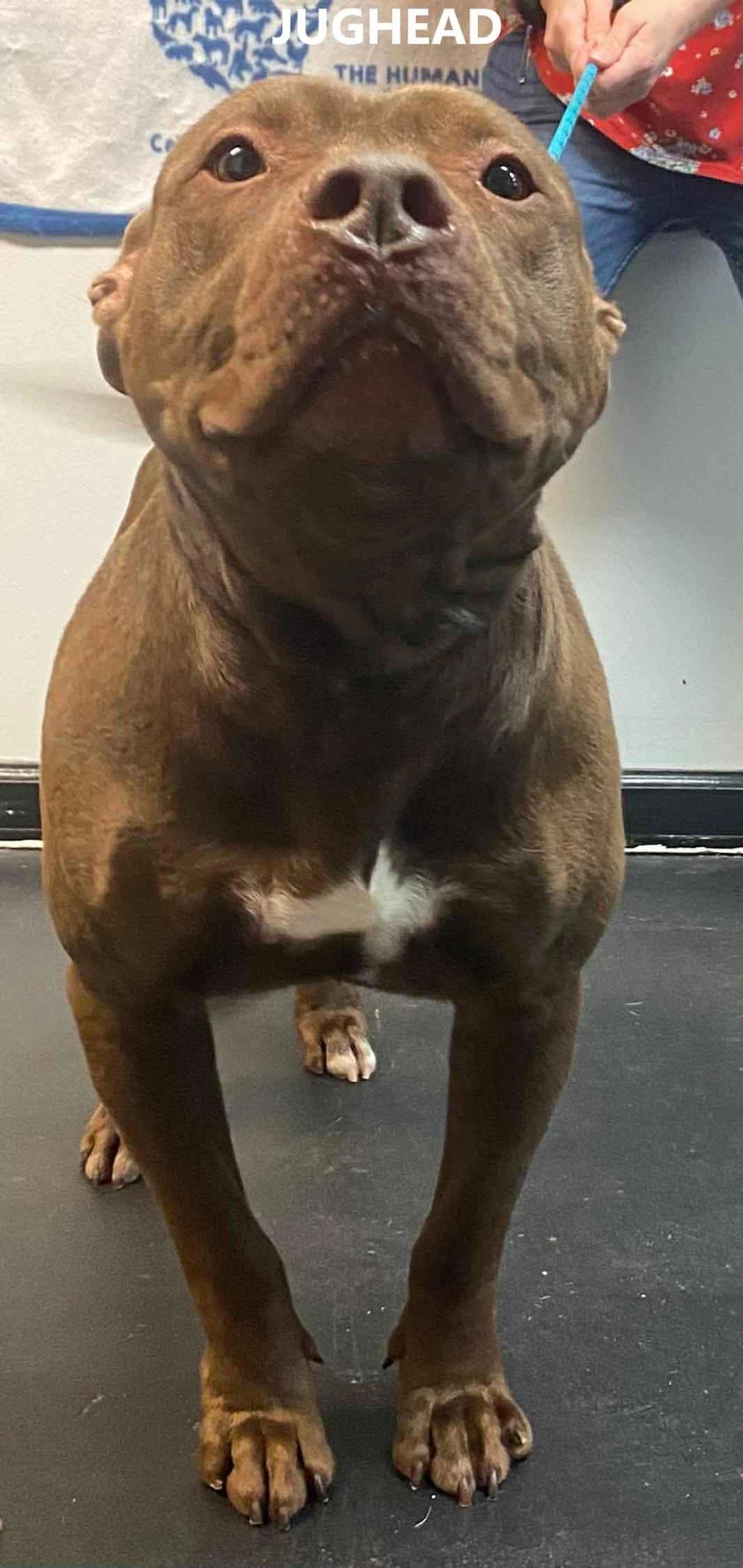 Found pet-1