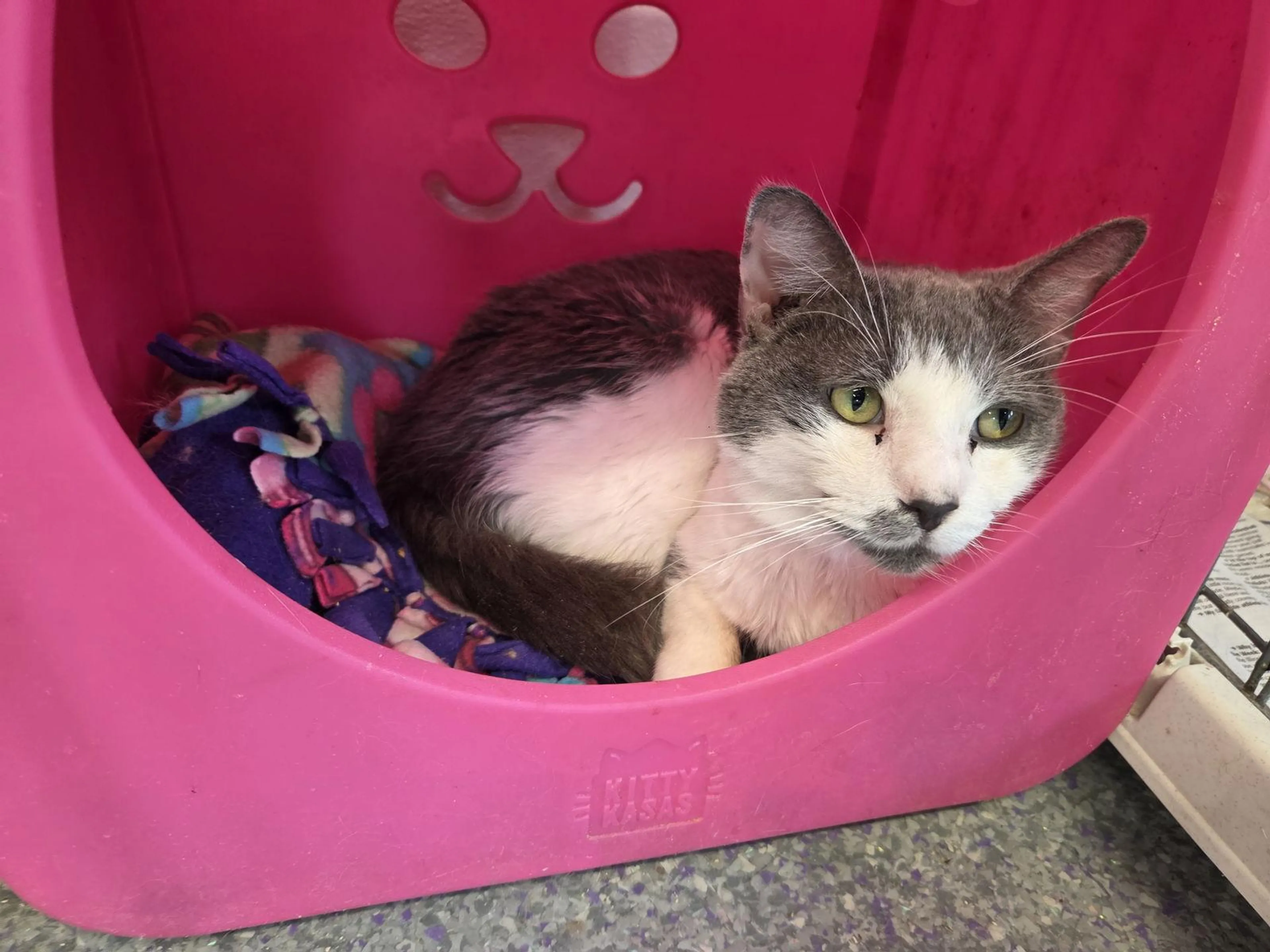 Found pet