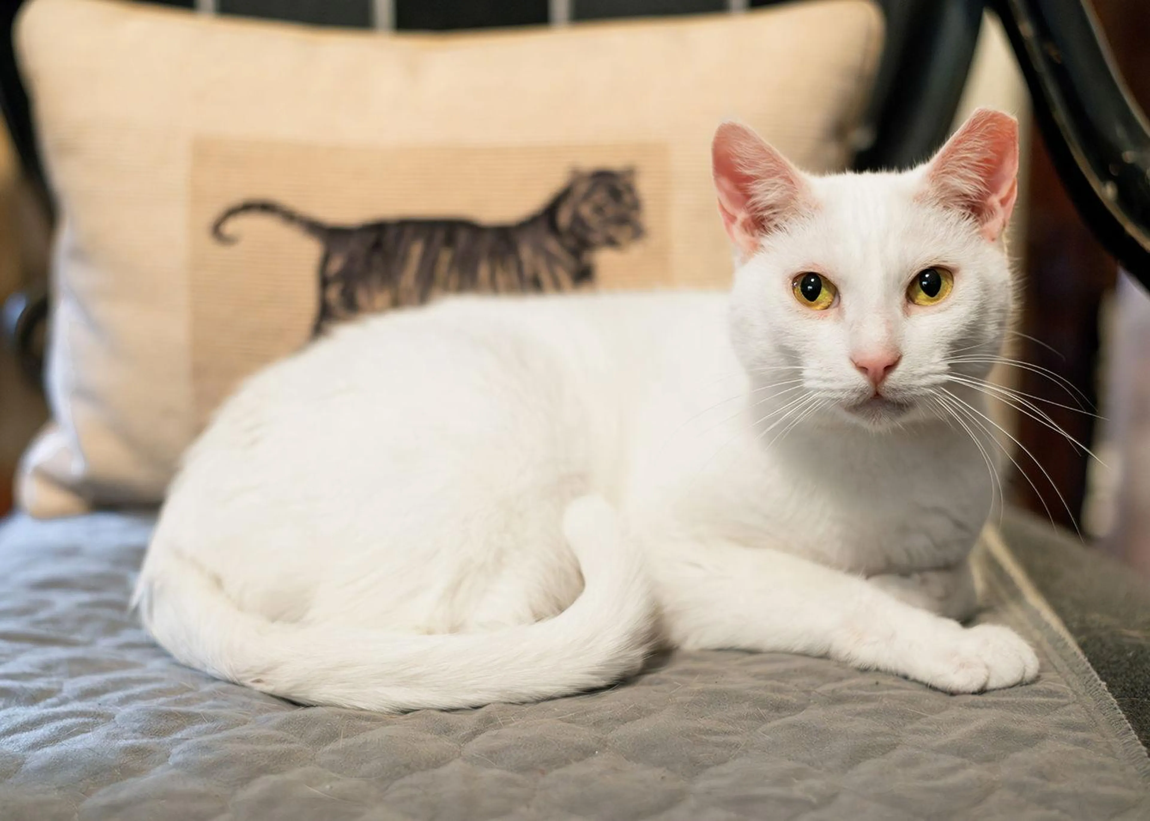 Found pet-2