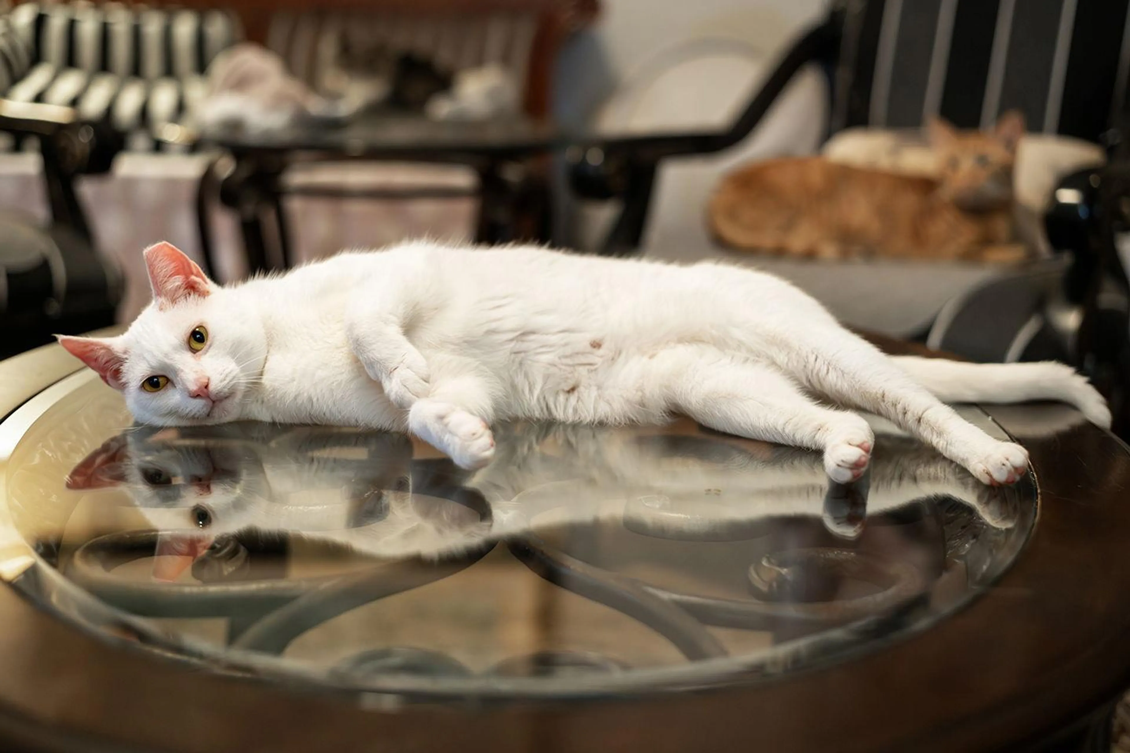 Found pet-1