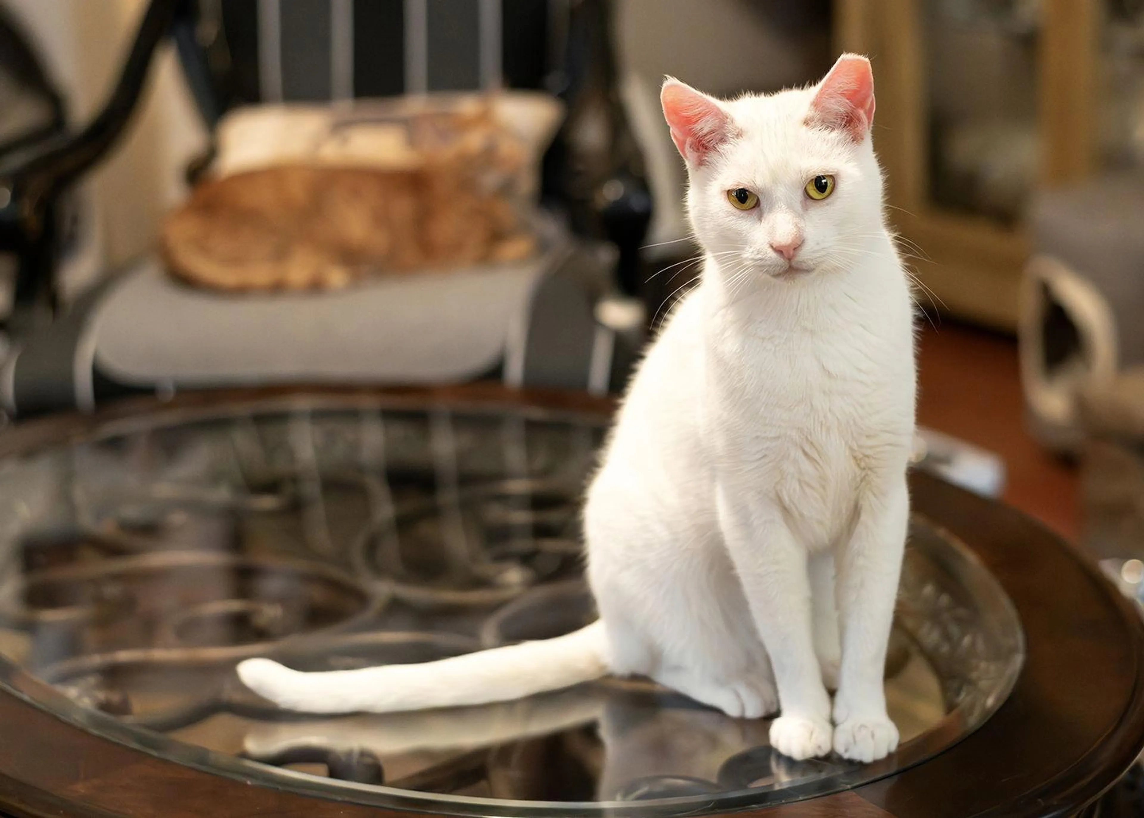 Found pet-0
