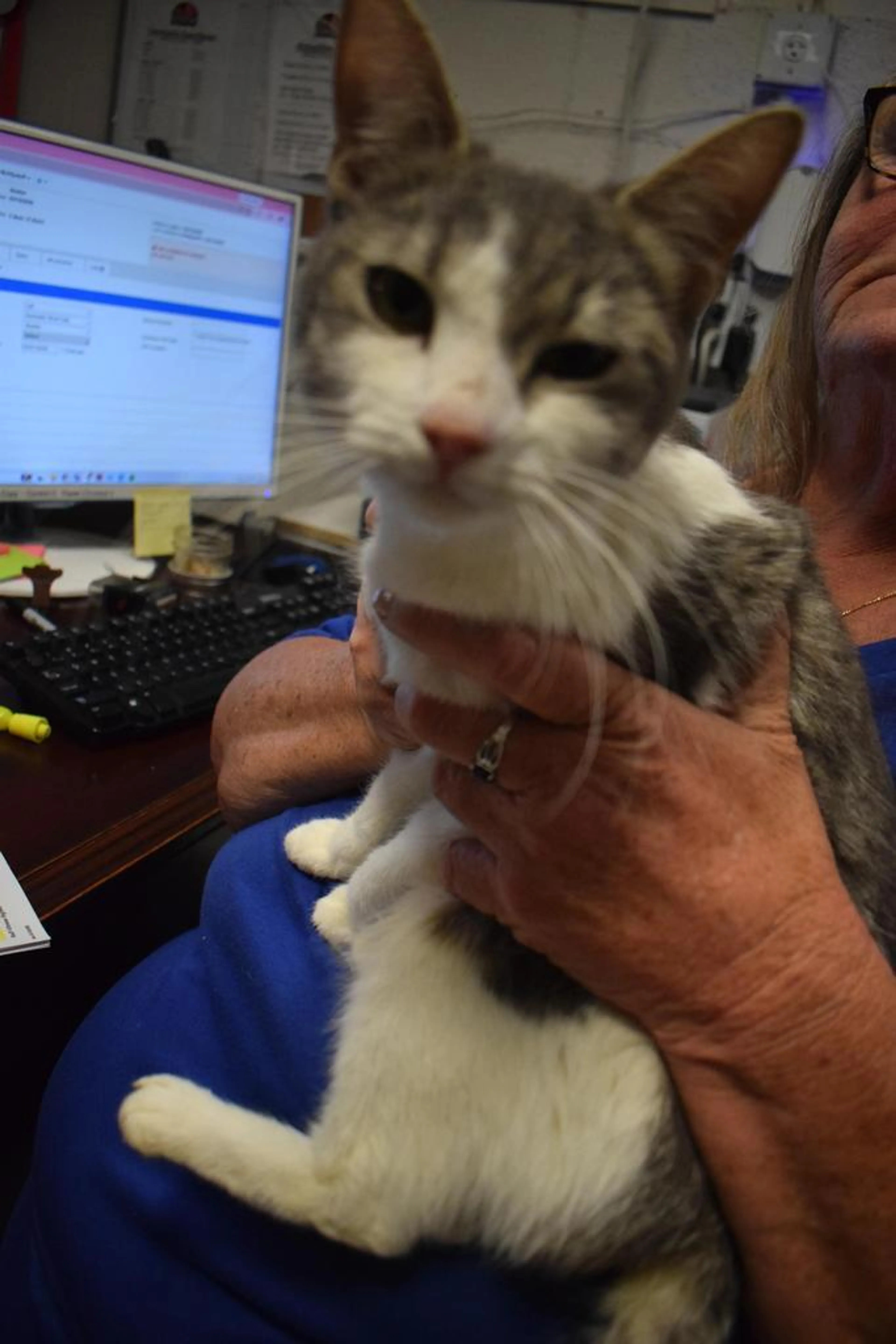Found pet-1