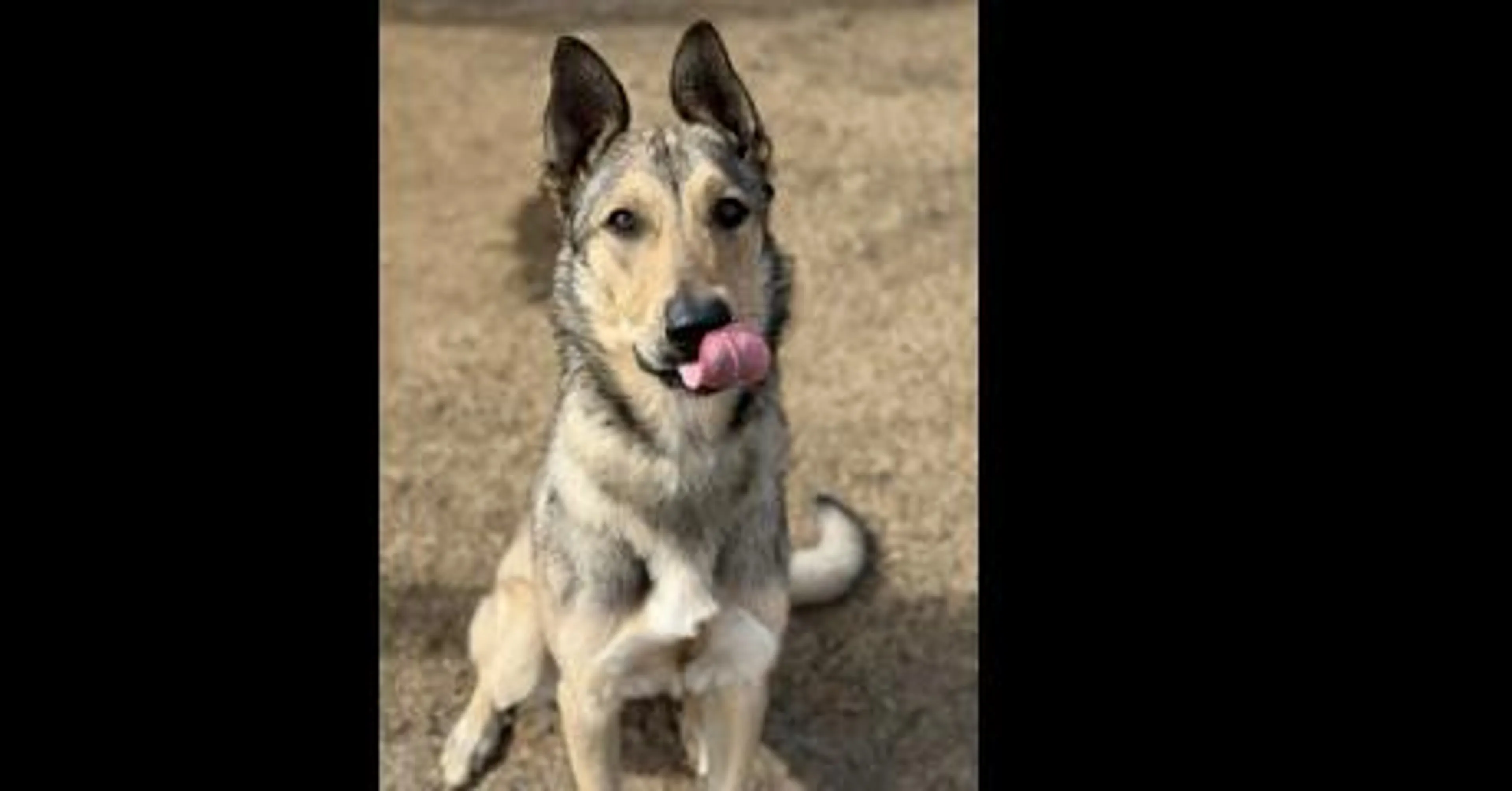 Found pet-2