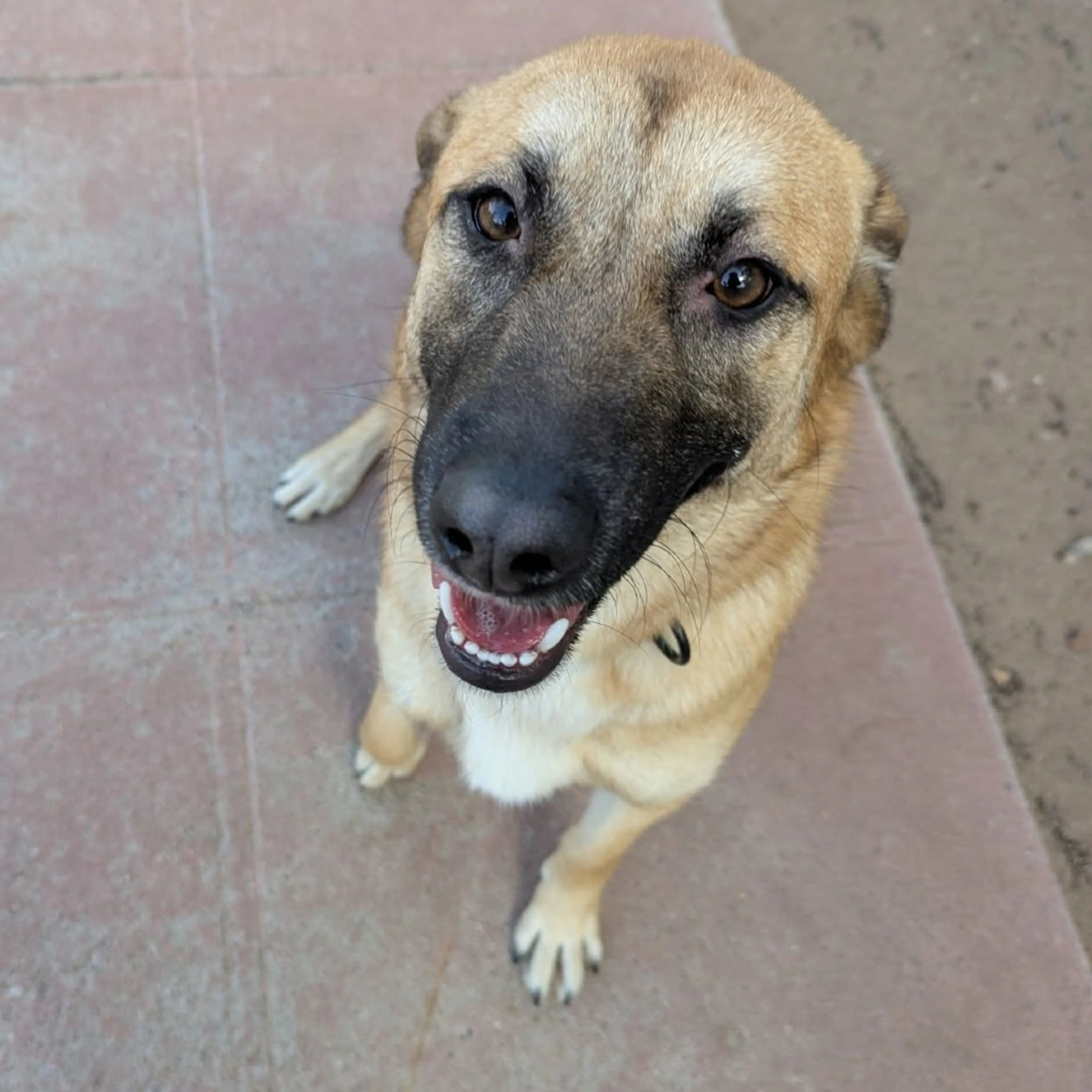 Found pet-1