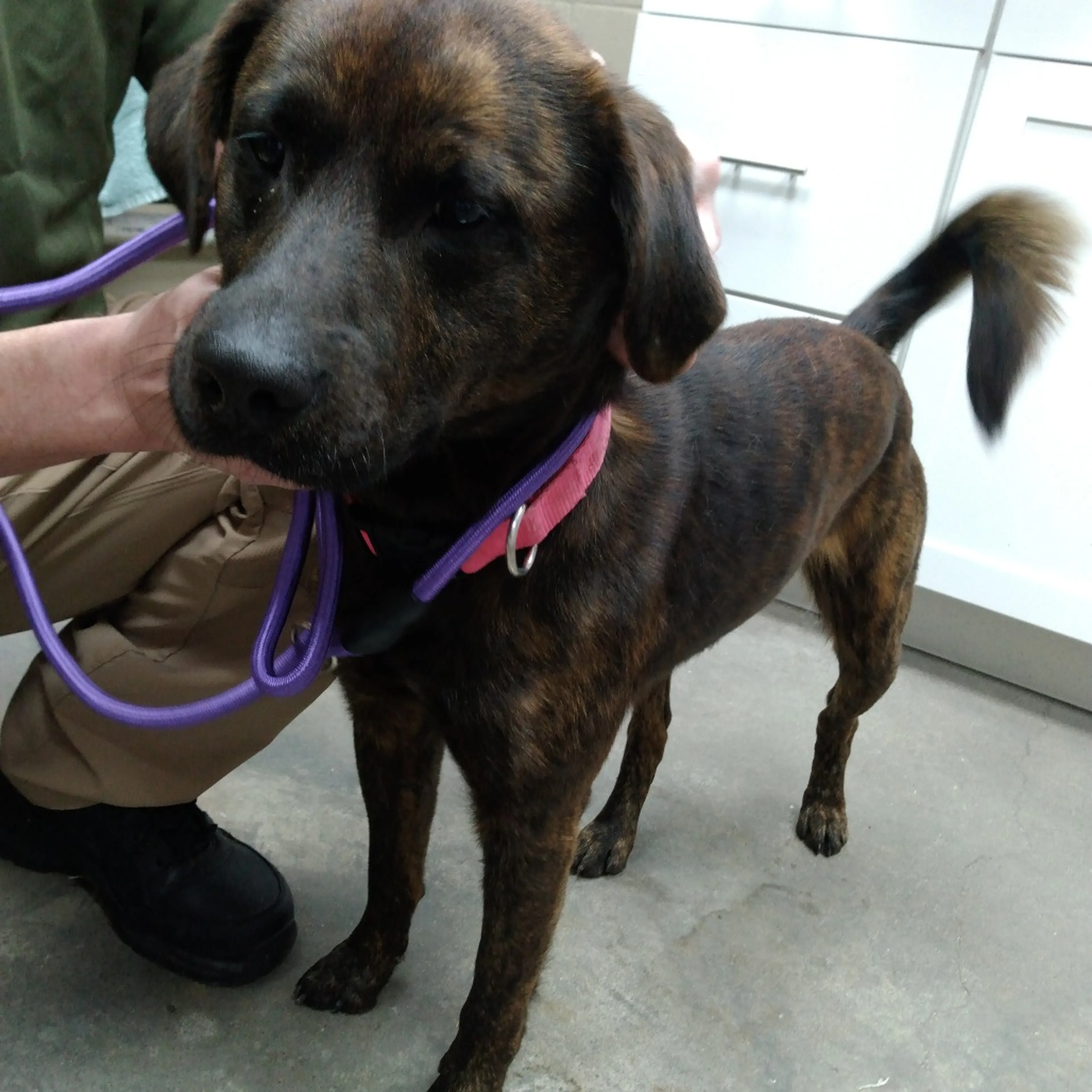Found pet