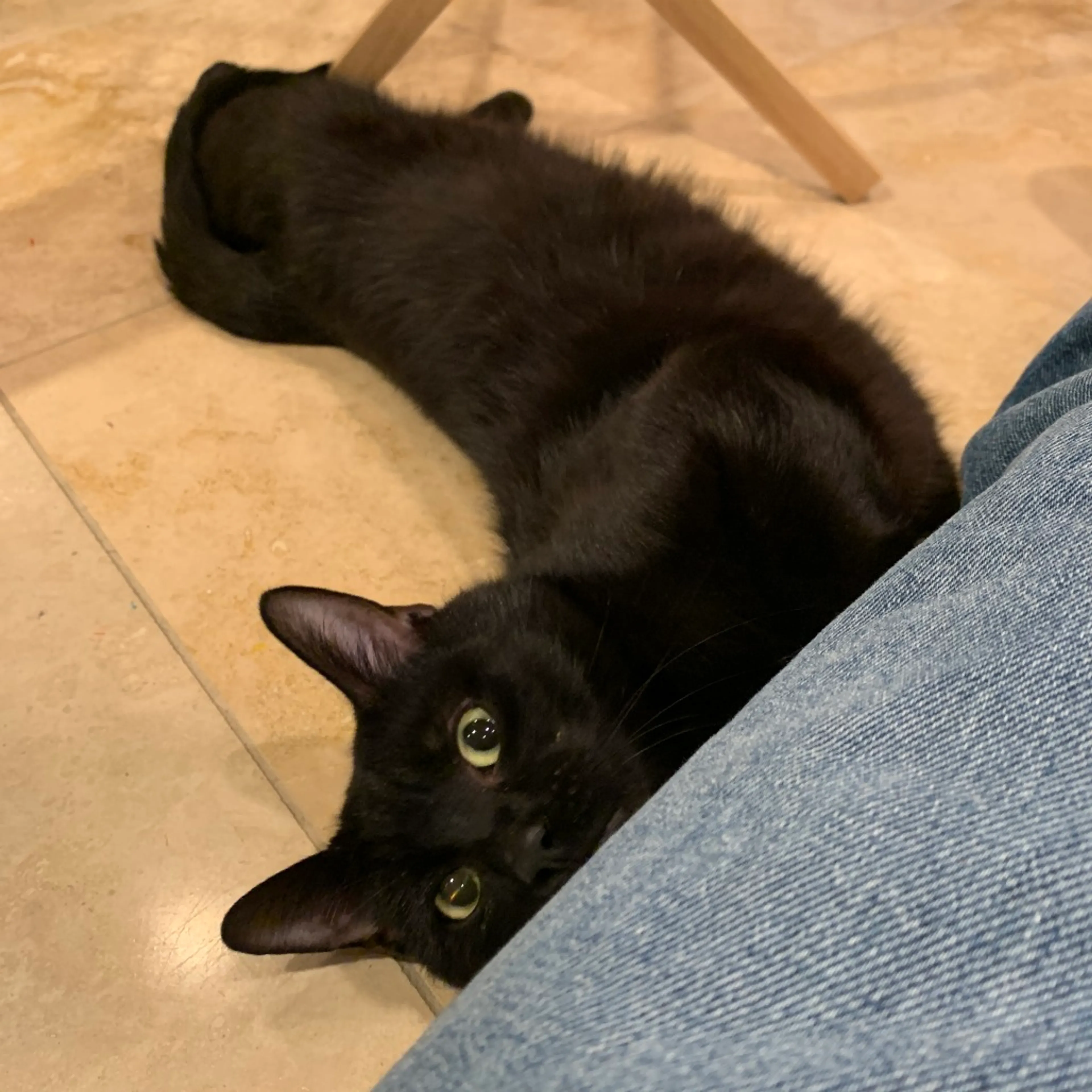 Found pet-2