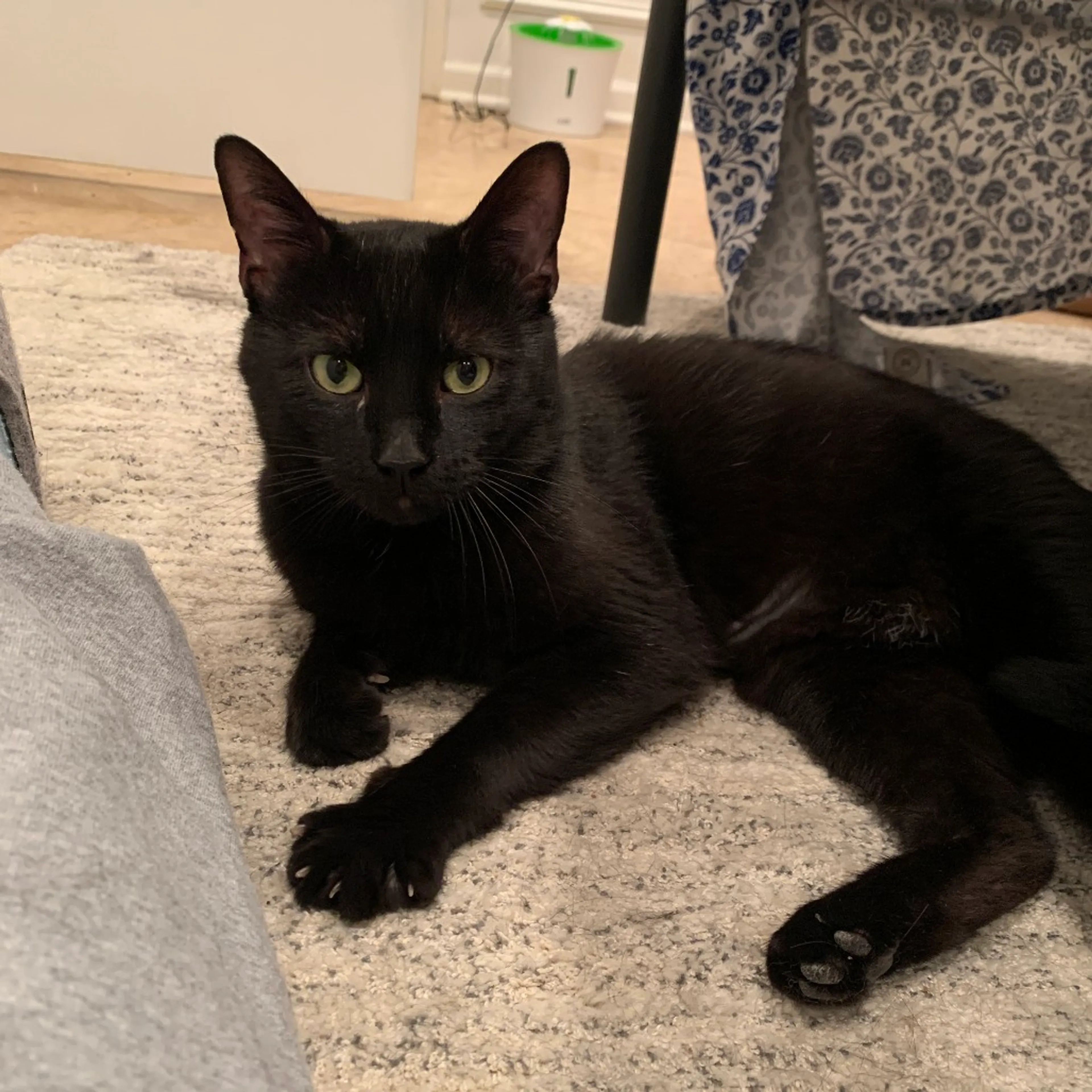 Found pet-3