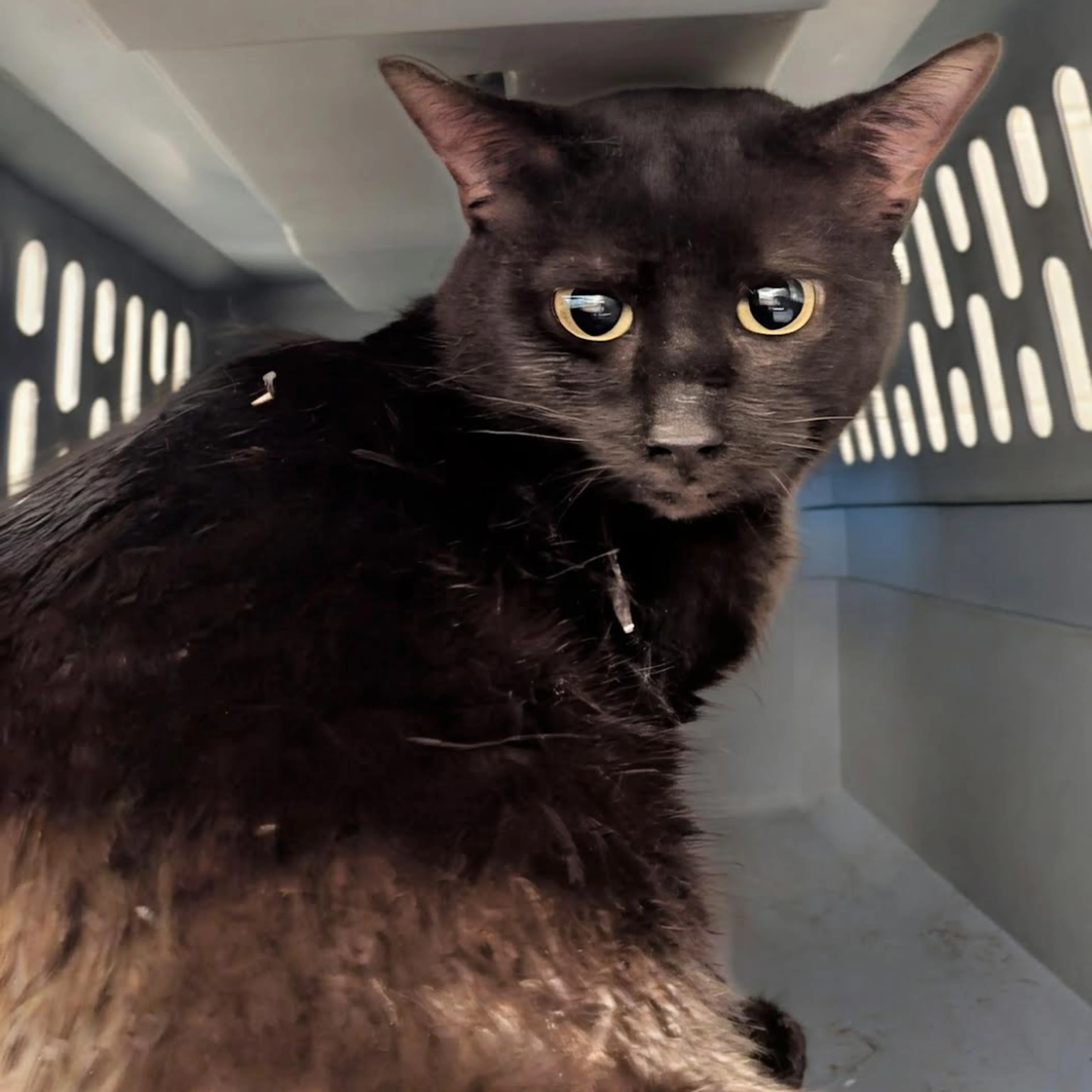 Found pet-1