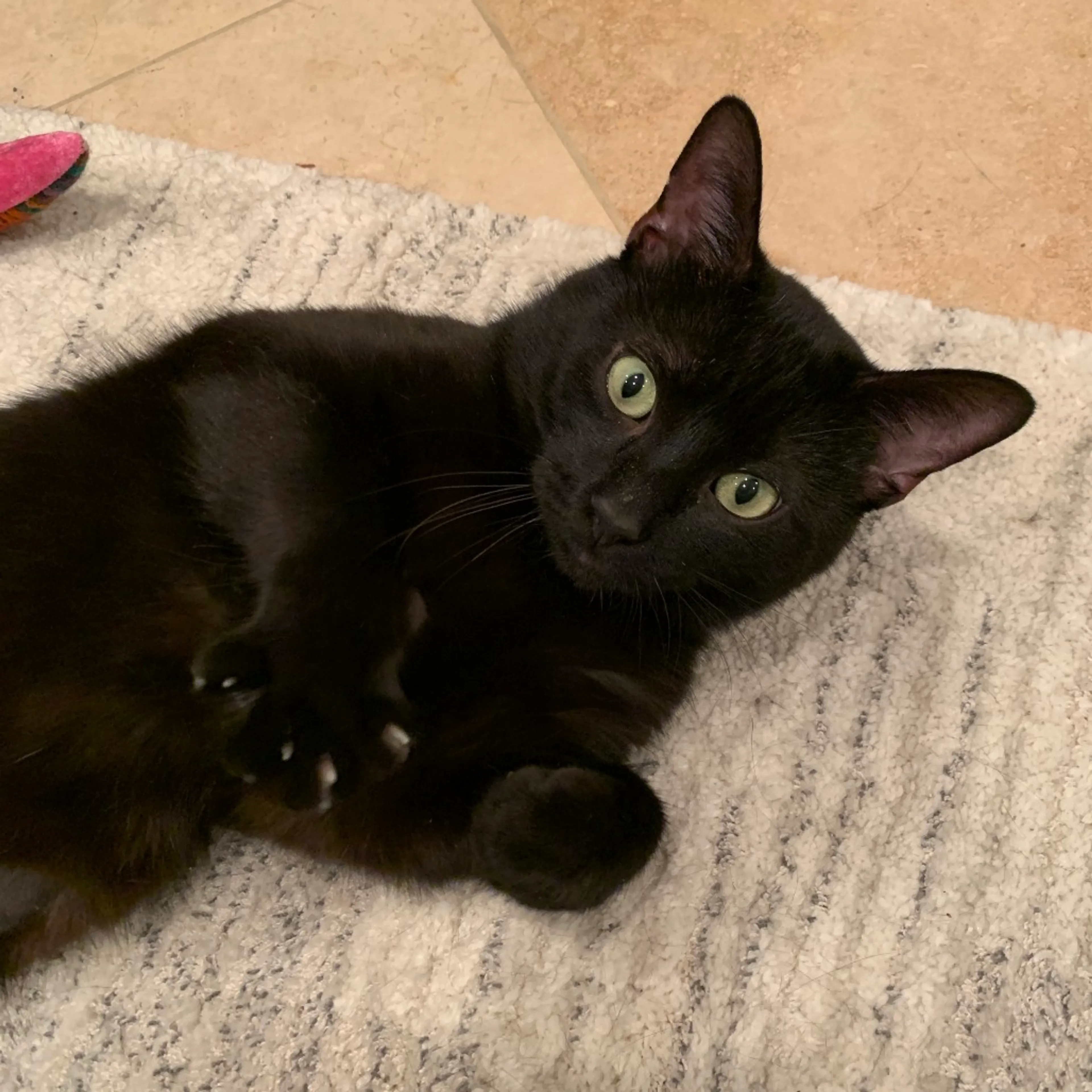 Found pet-6