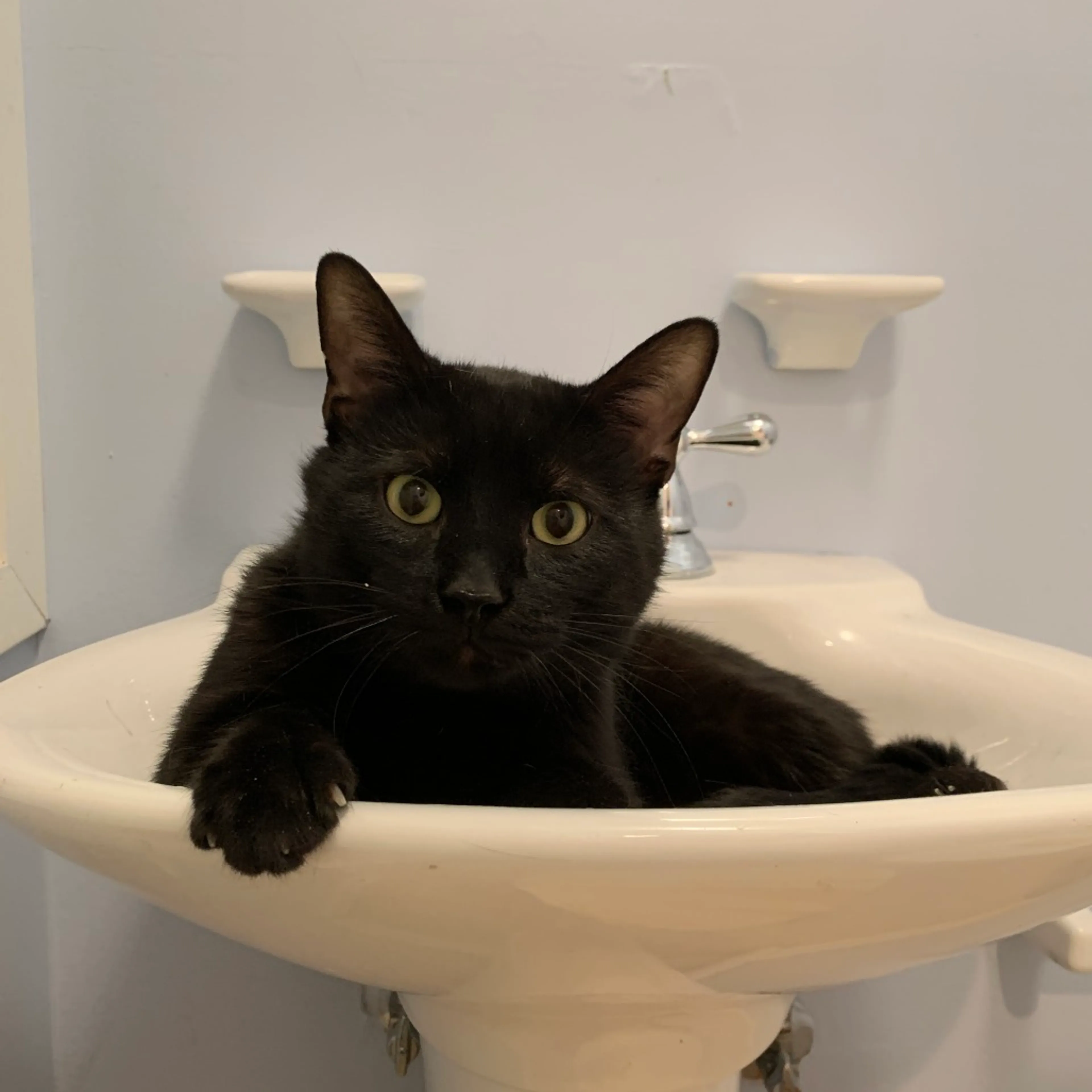 Found pet-4