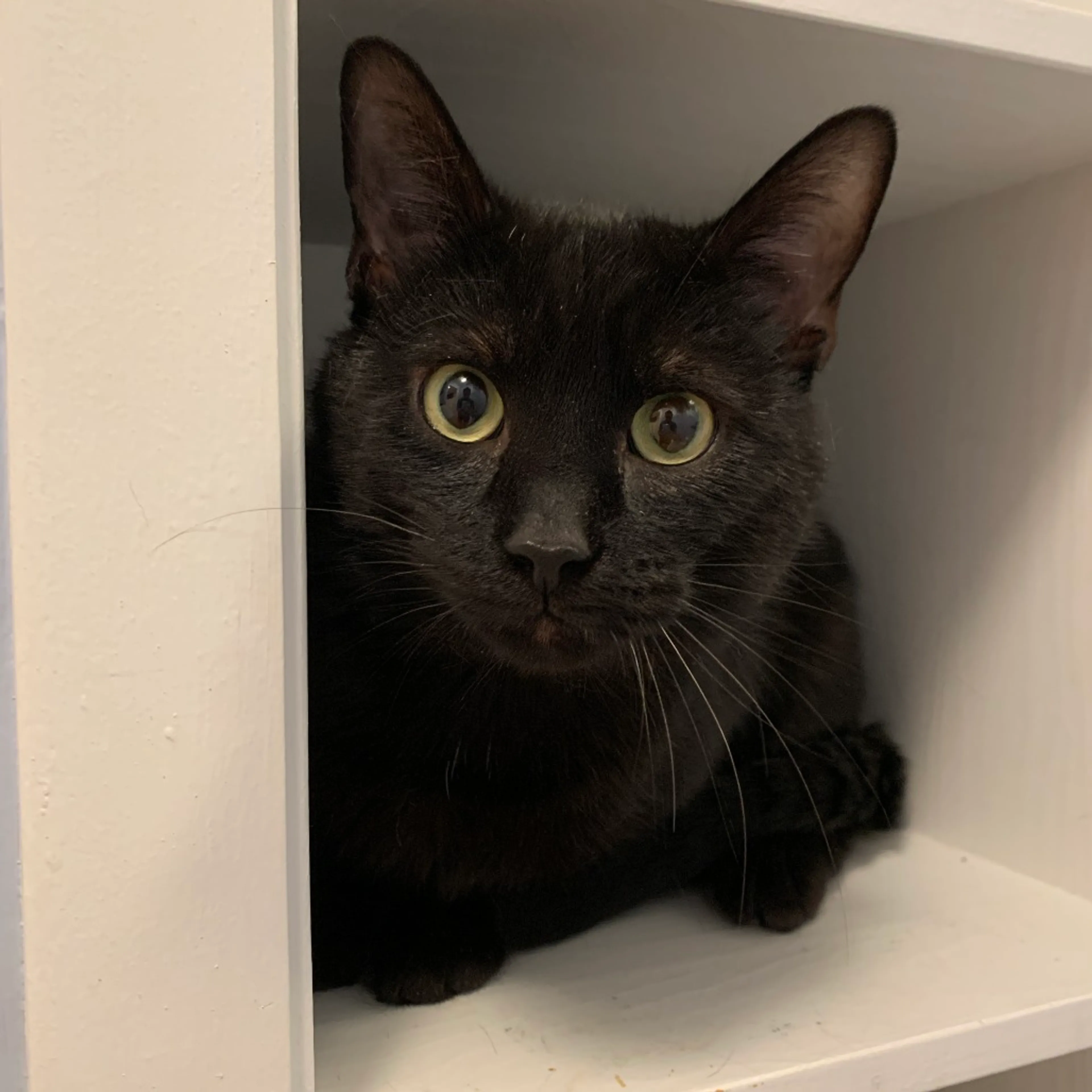 Found pet-0