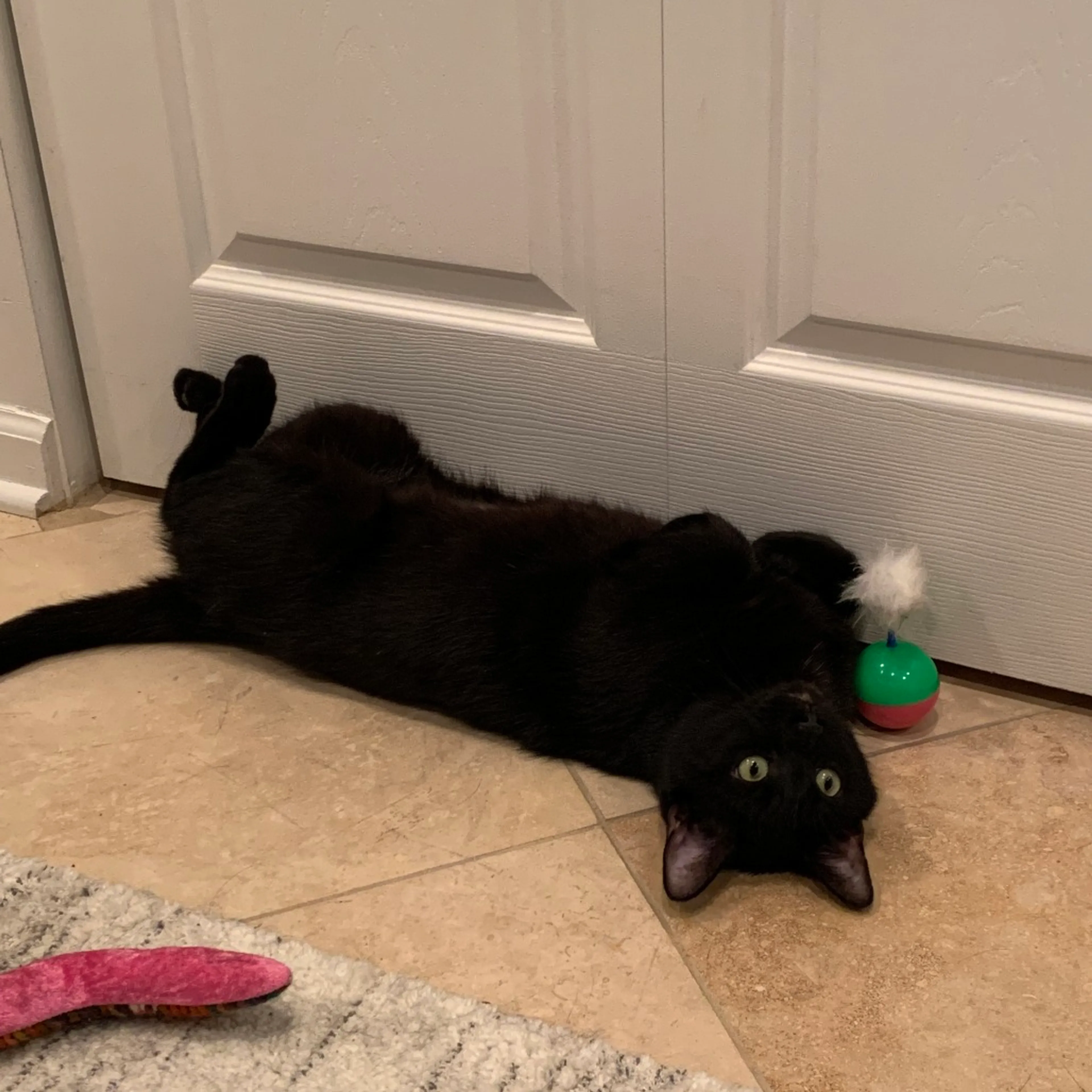 Found pet-5
