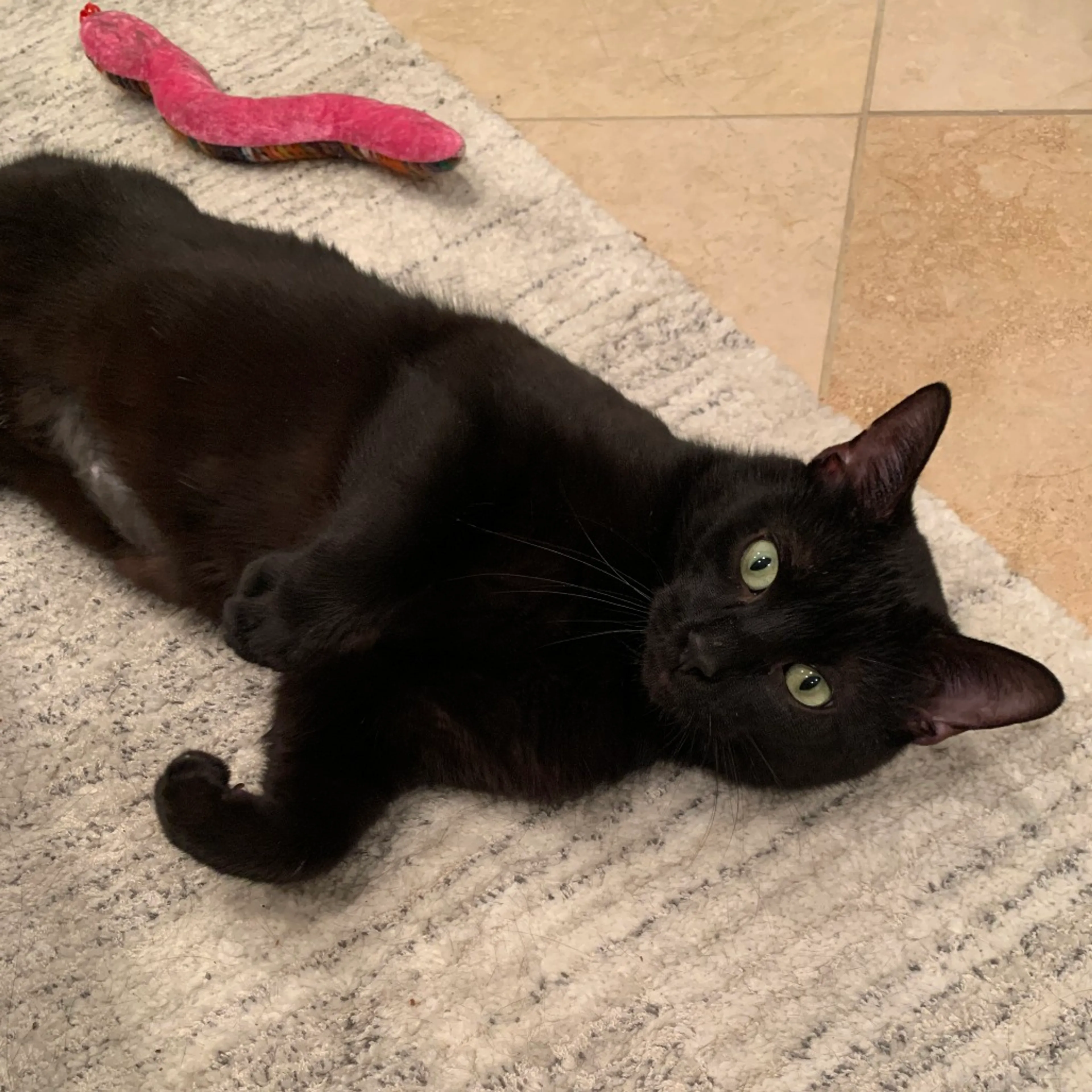 Found pet-0