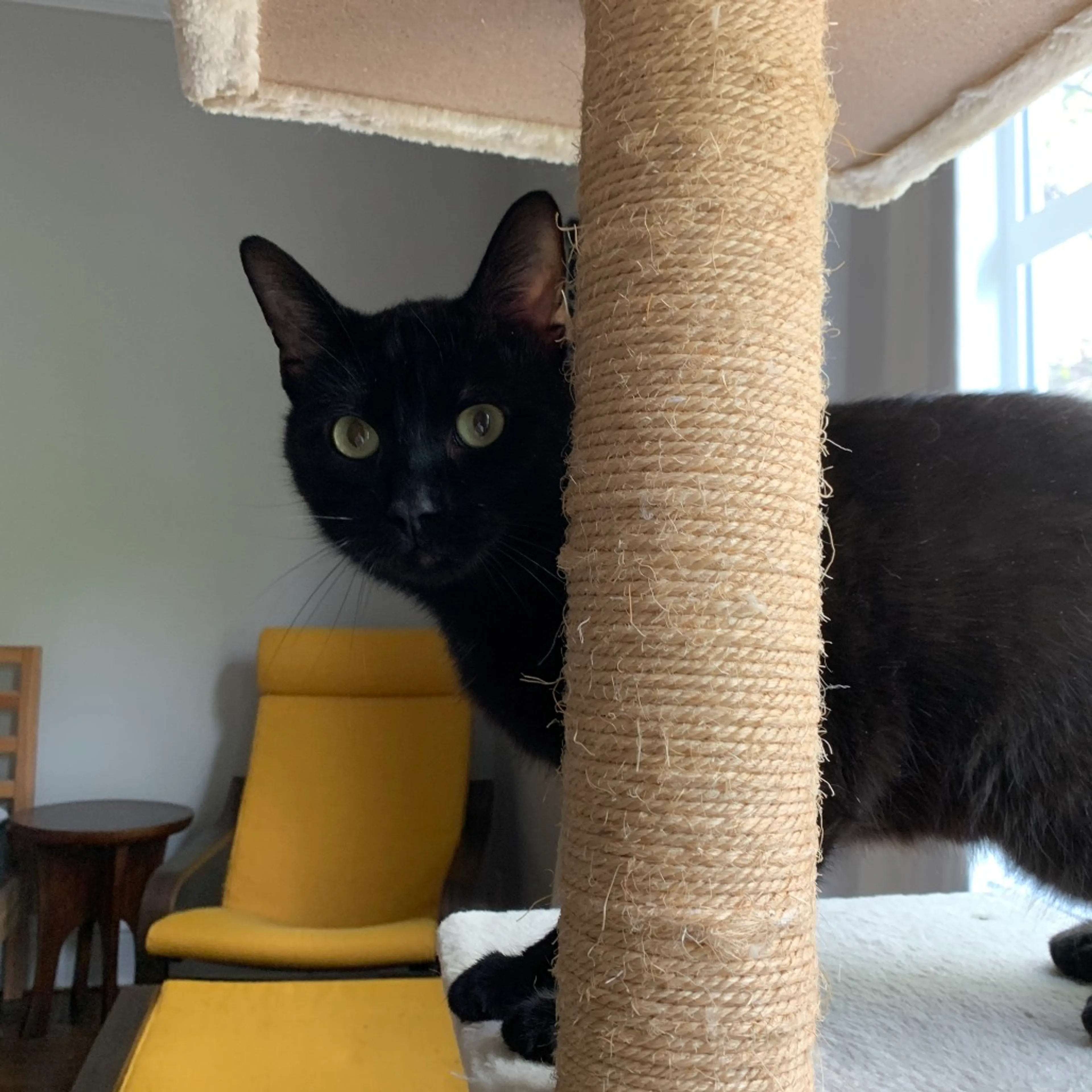 Found pet-7