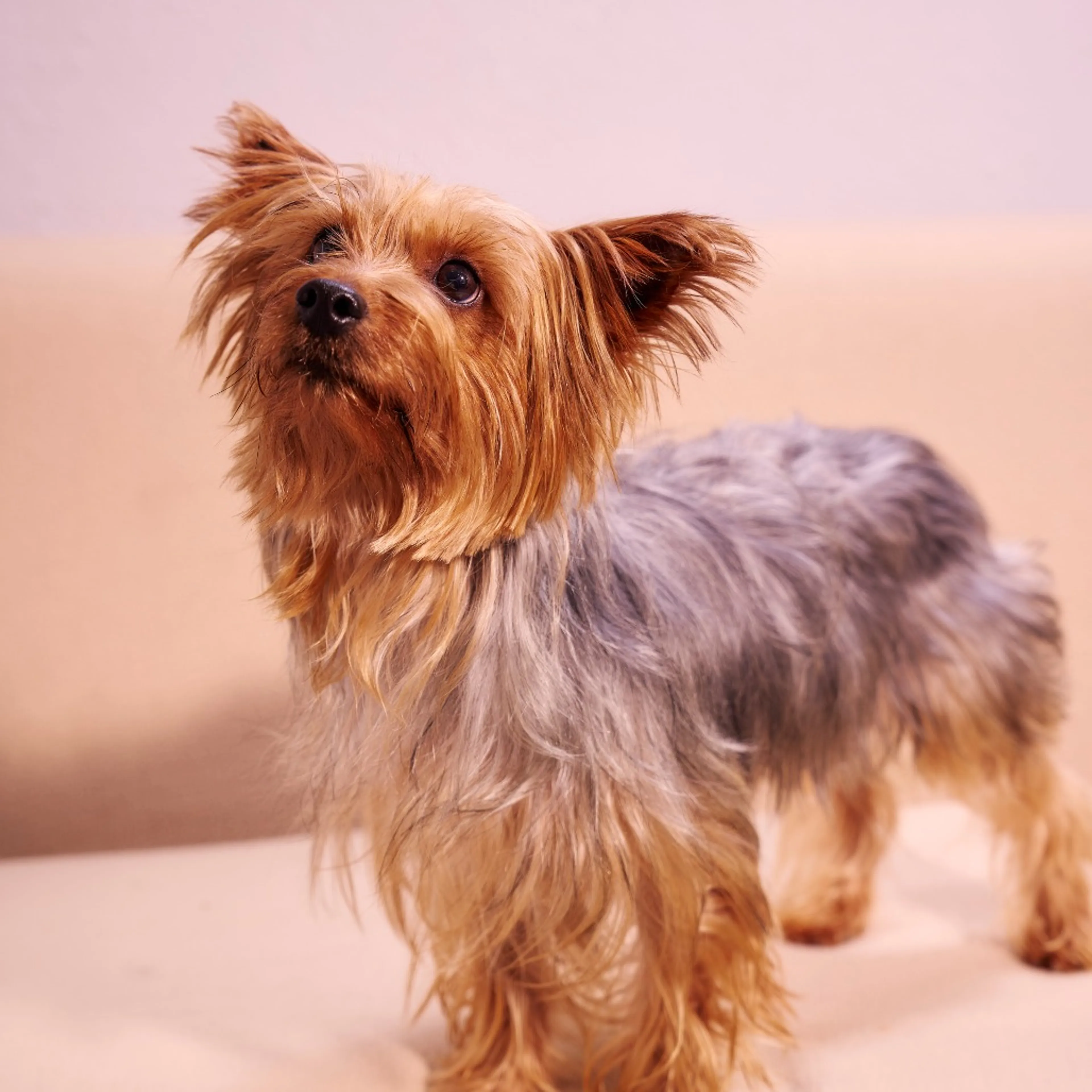 Found pet-5