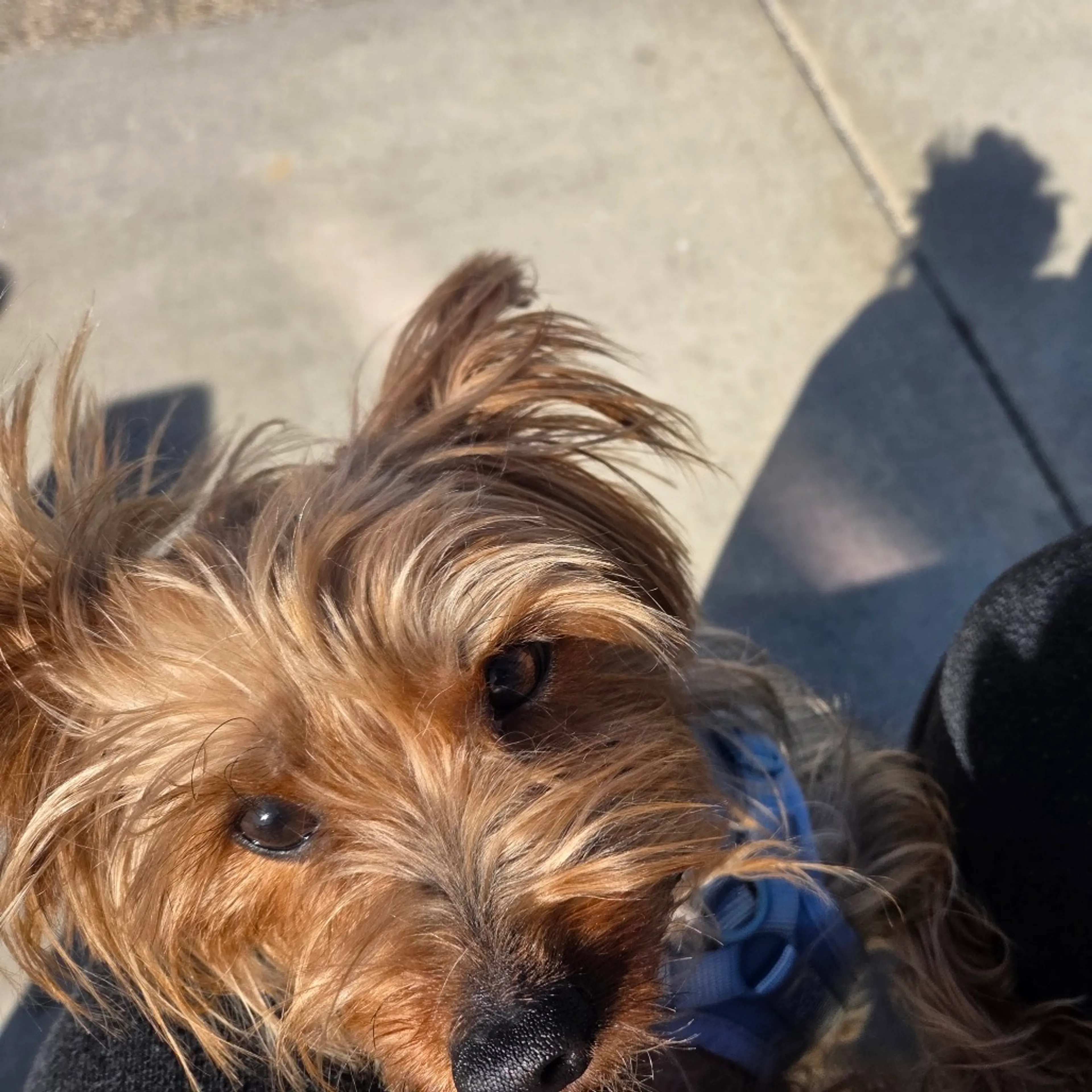 Found pet-9
