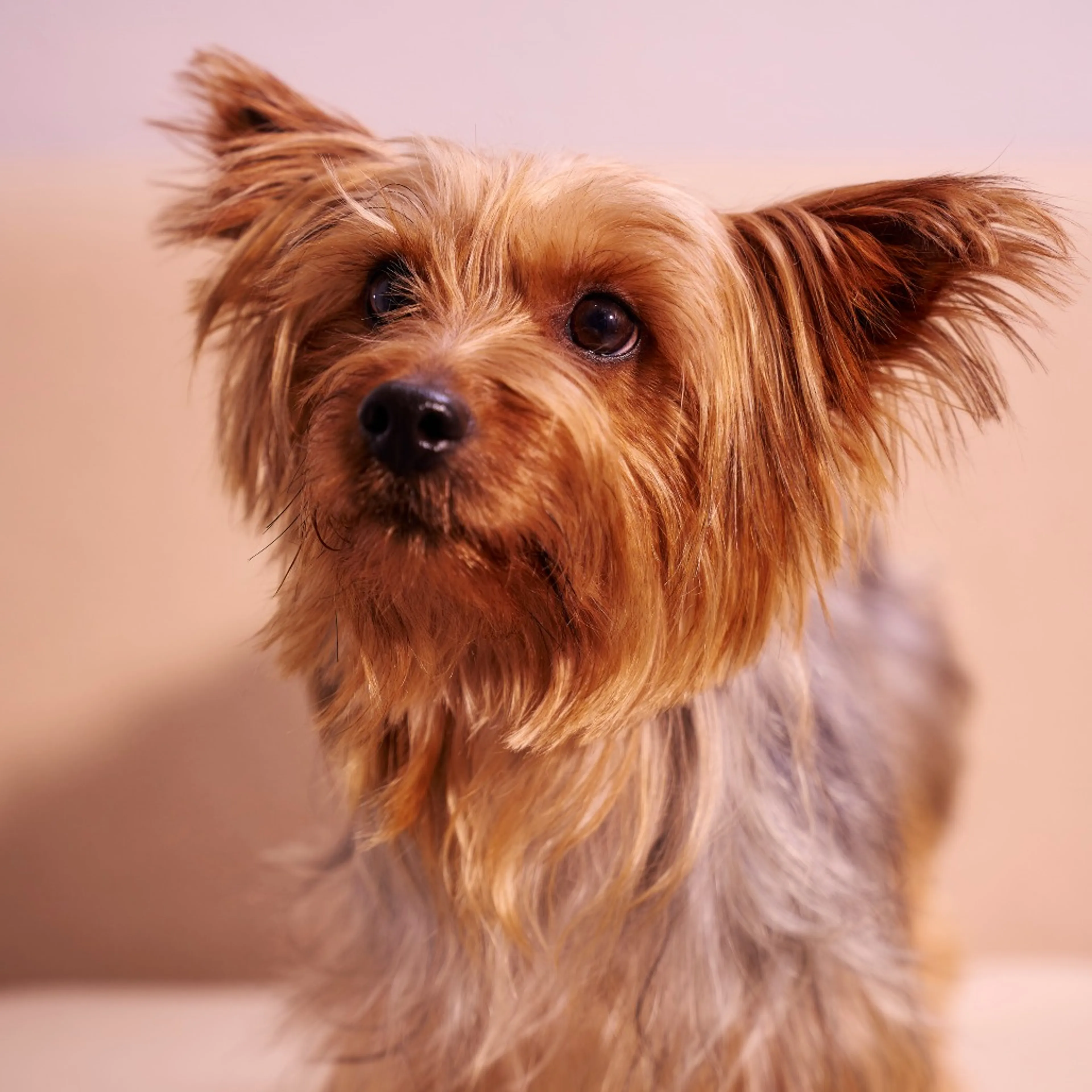 Found pet-2