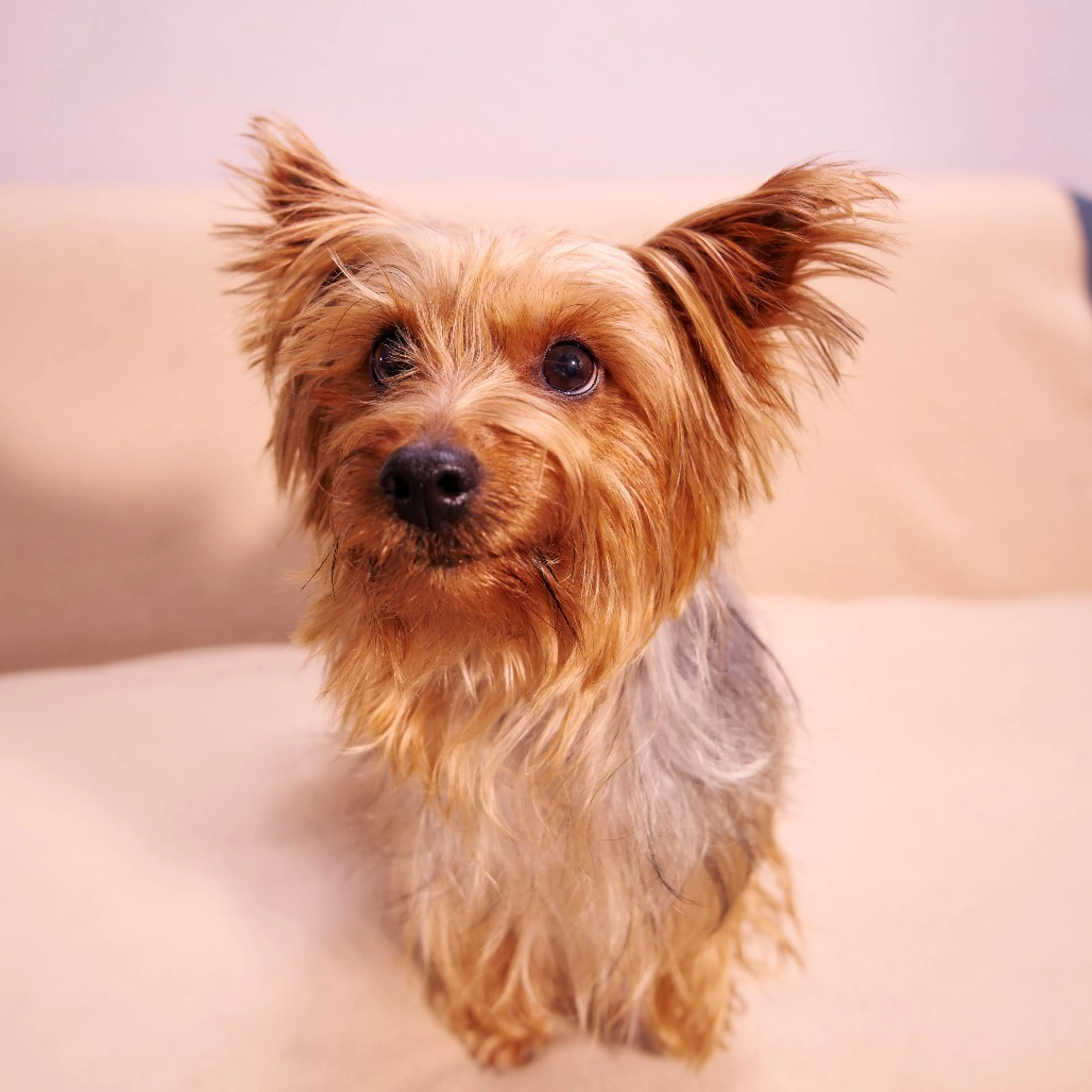 Found pet-7