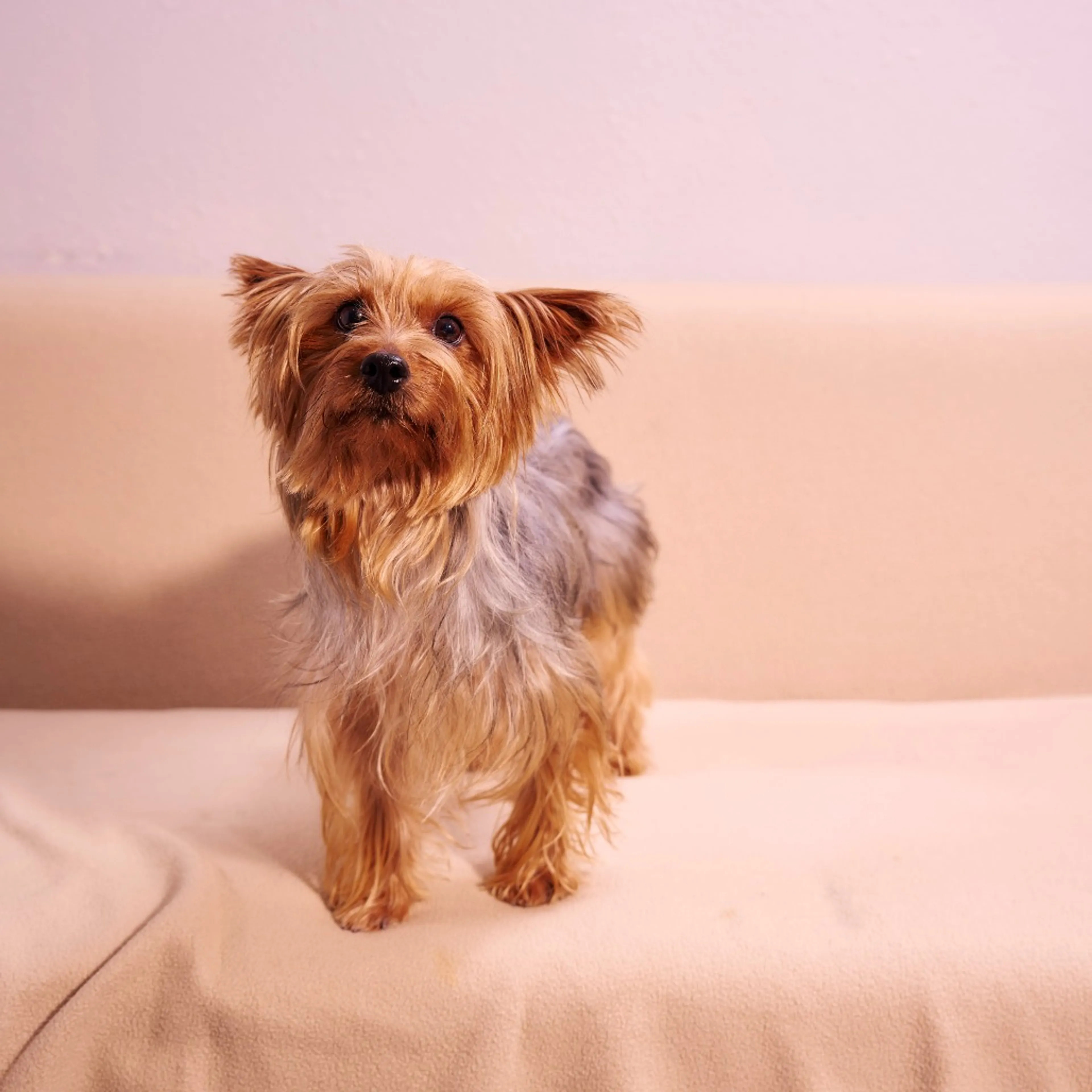 Found pet-4