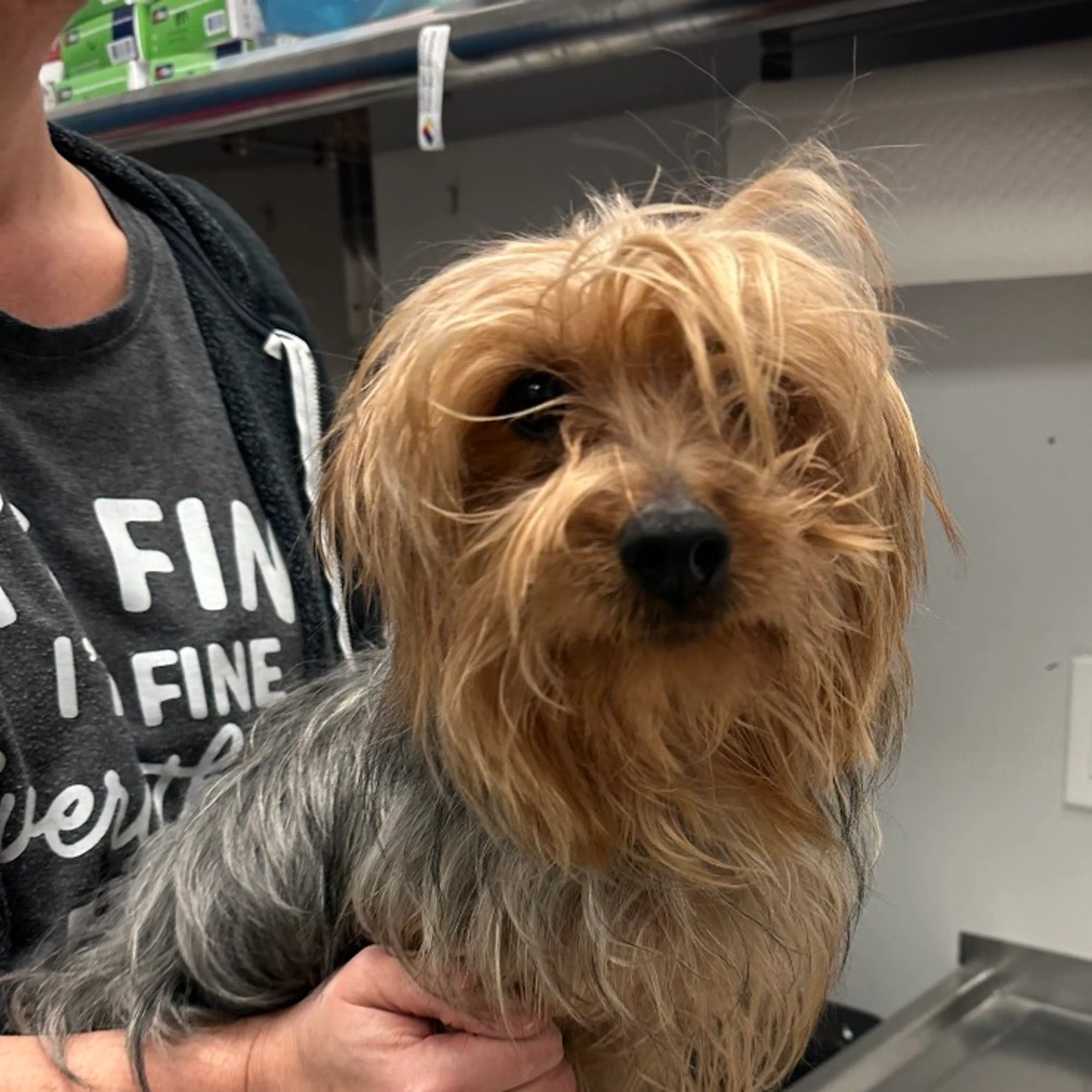 Found pet-1