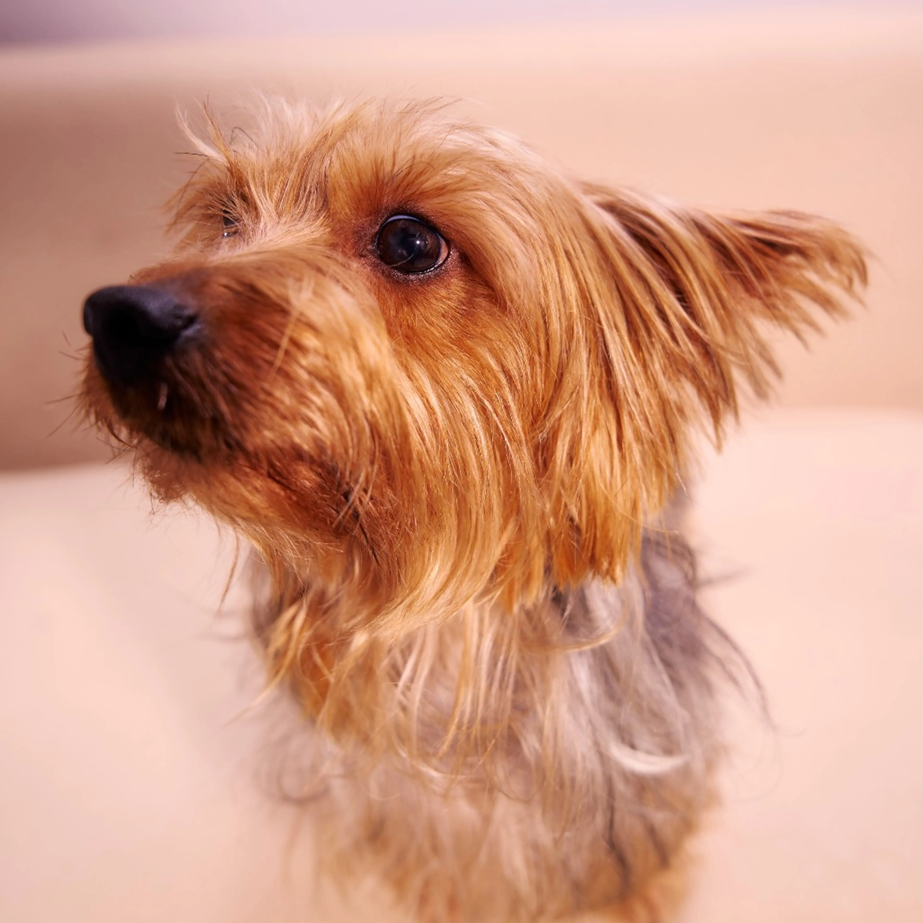 Found pet-8