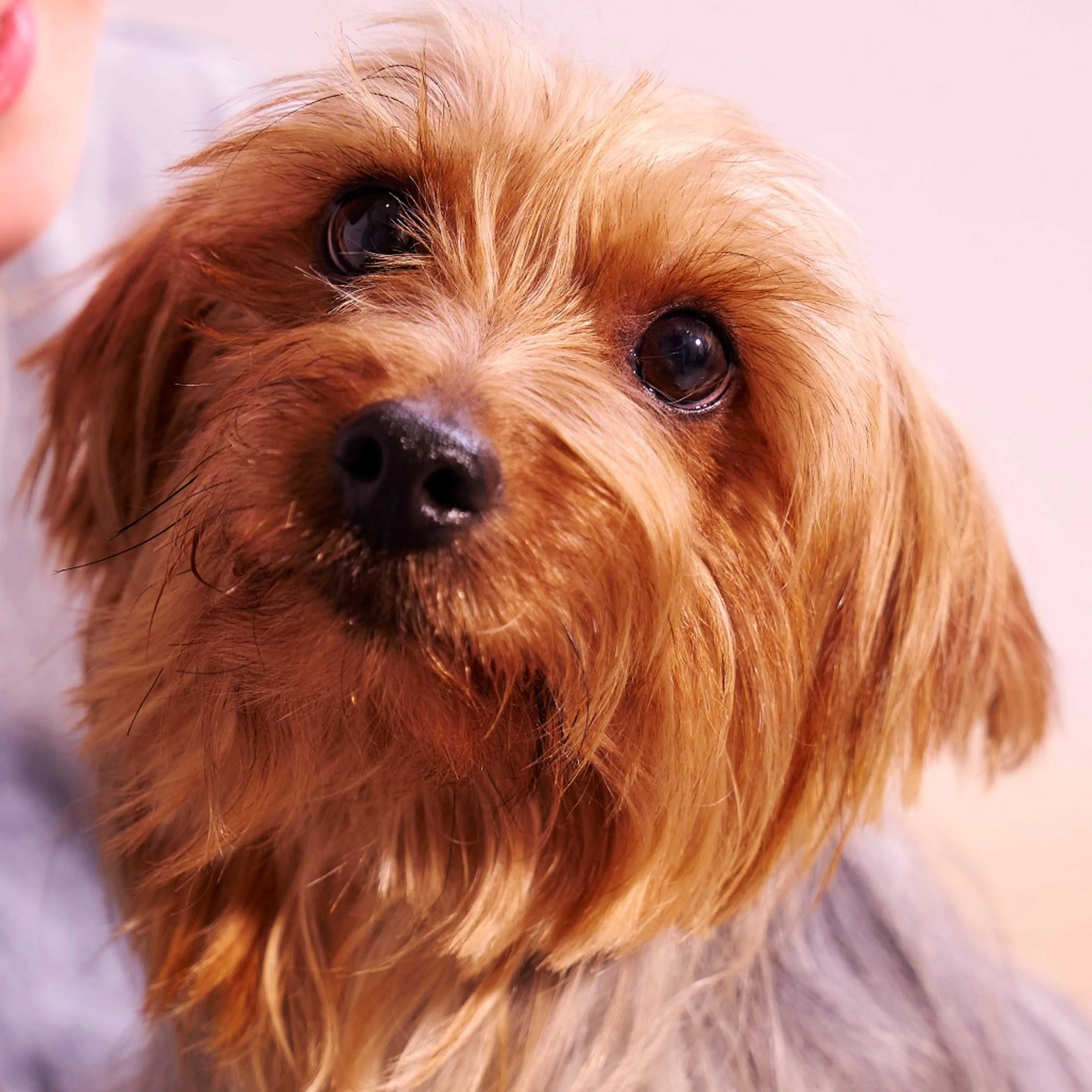 Found pet-6