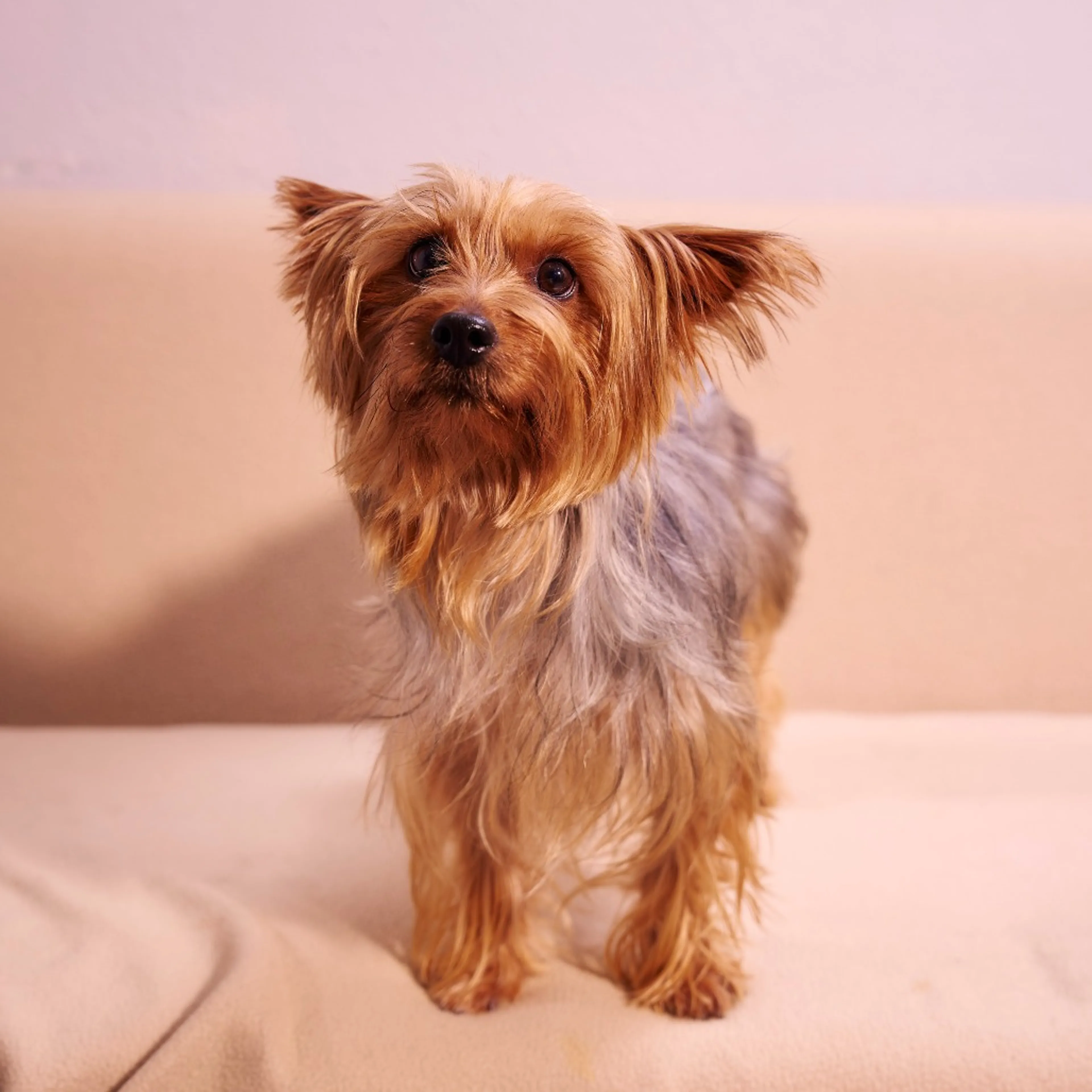 Found pet-3
