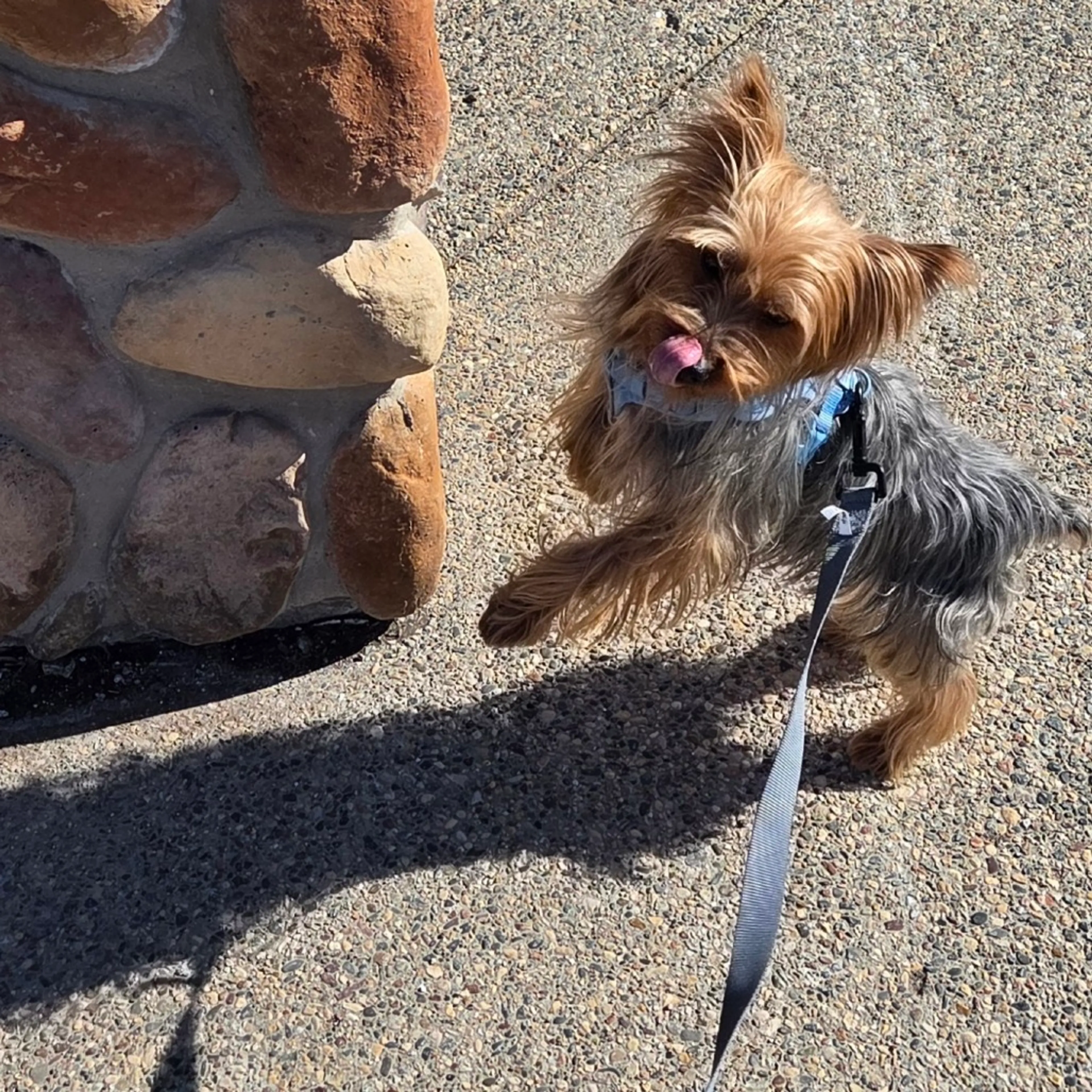 Found pet-10