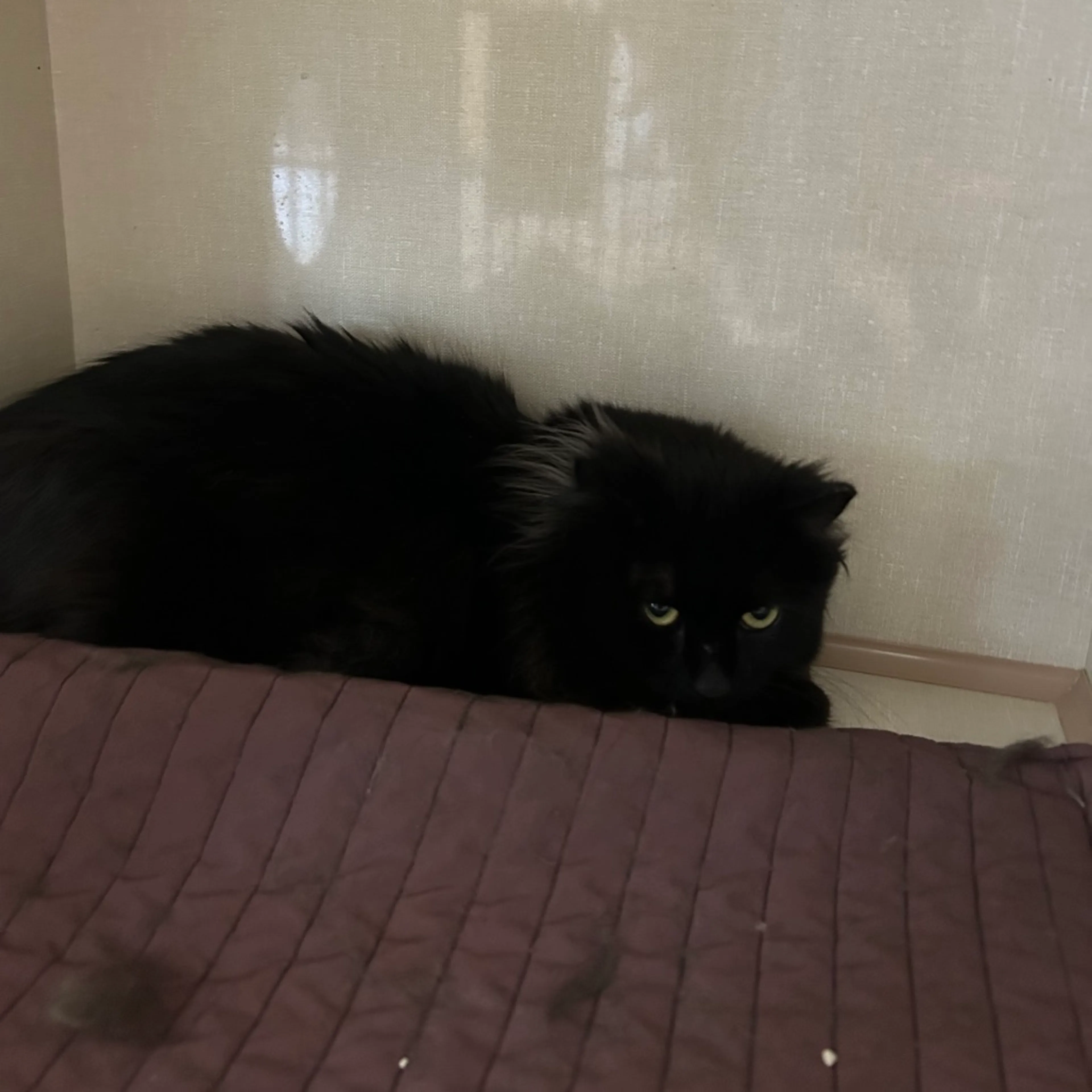 Found pet-2