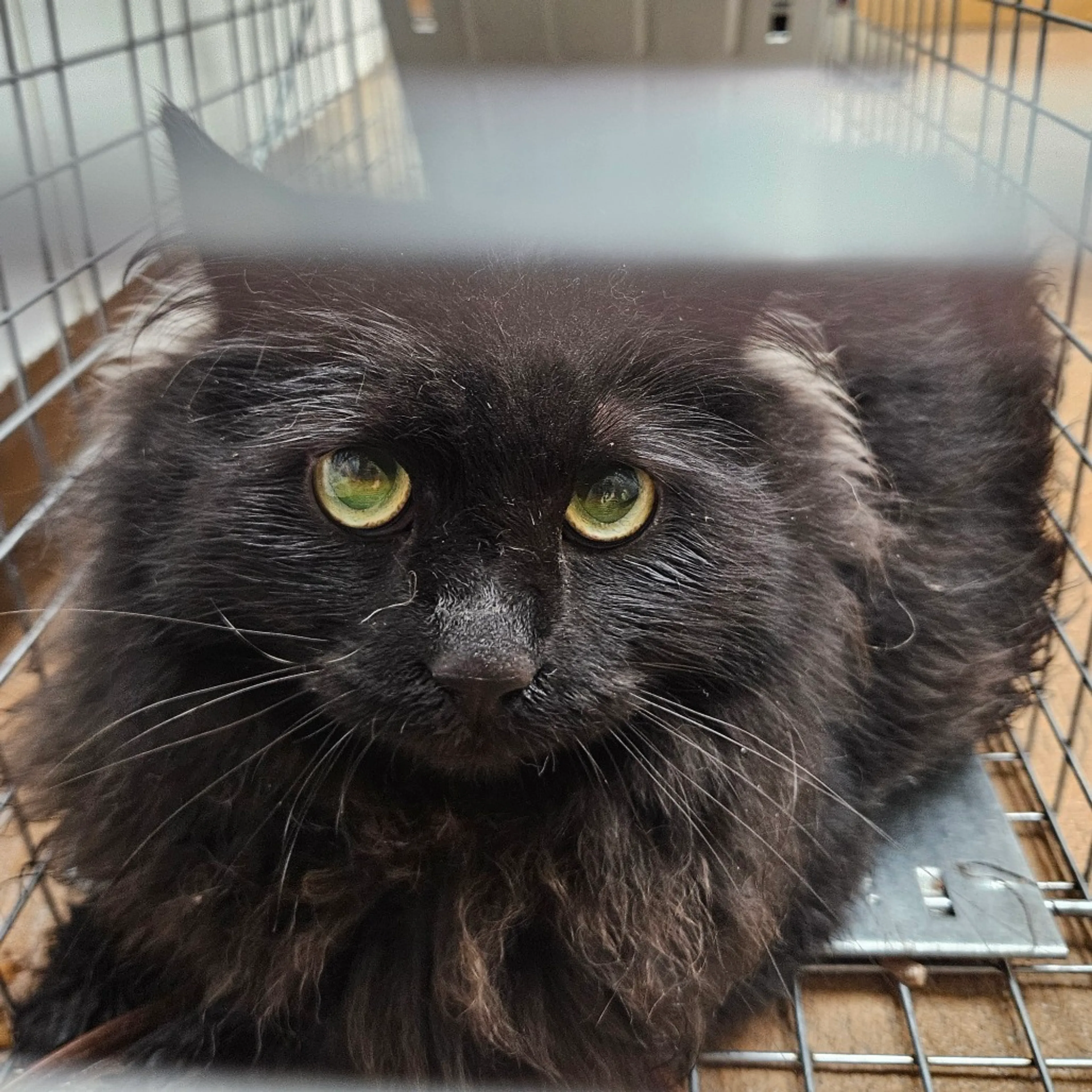 Found pet-1