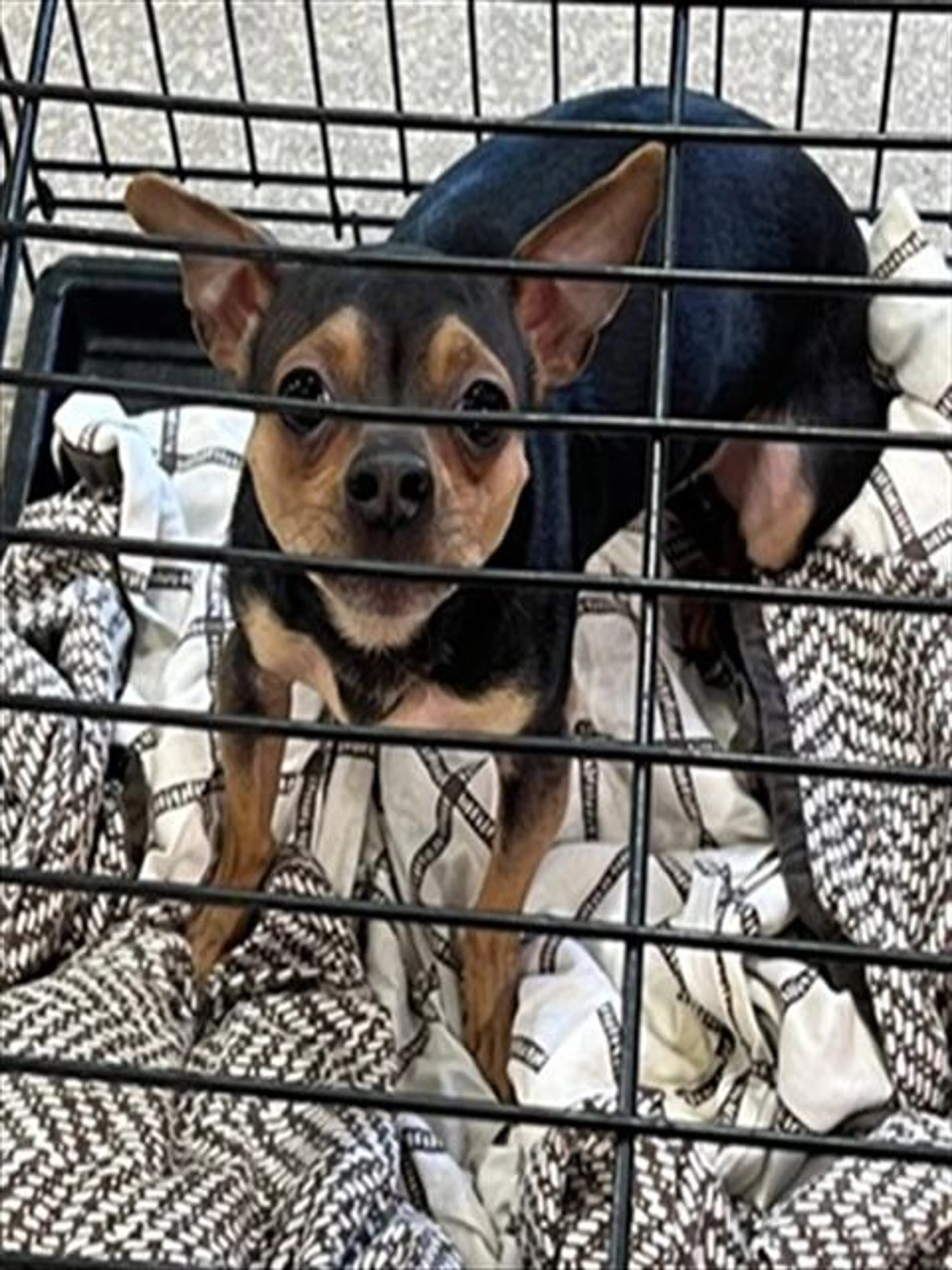 Found pet