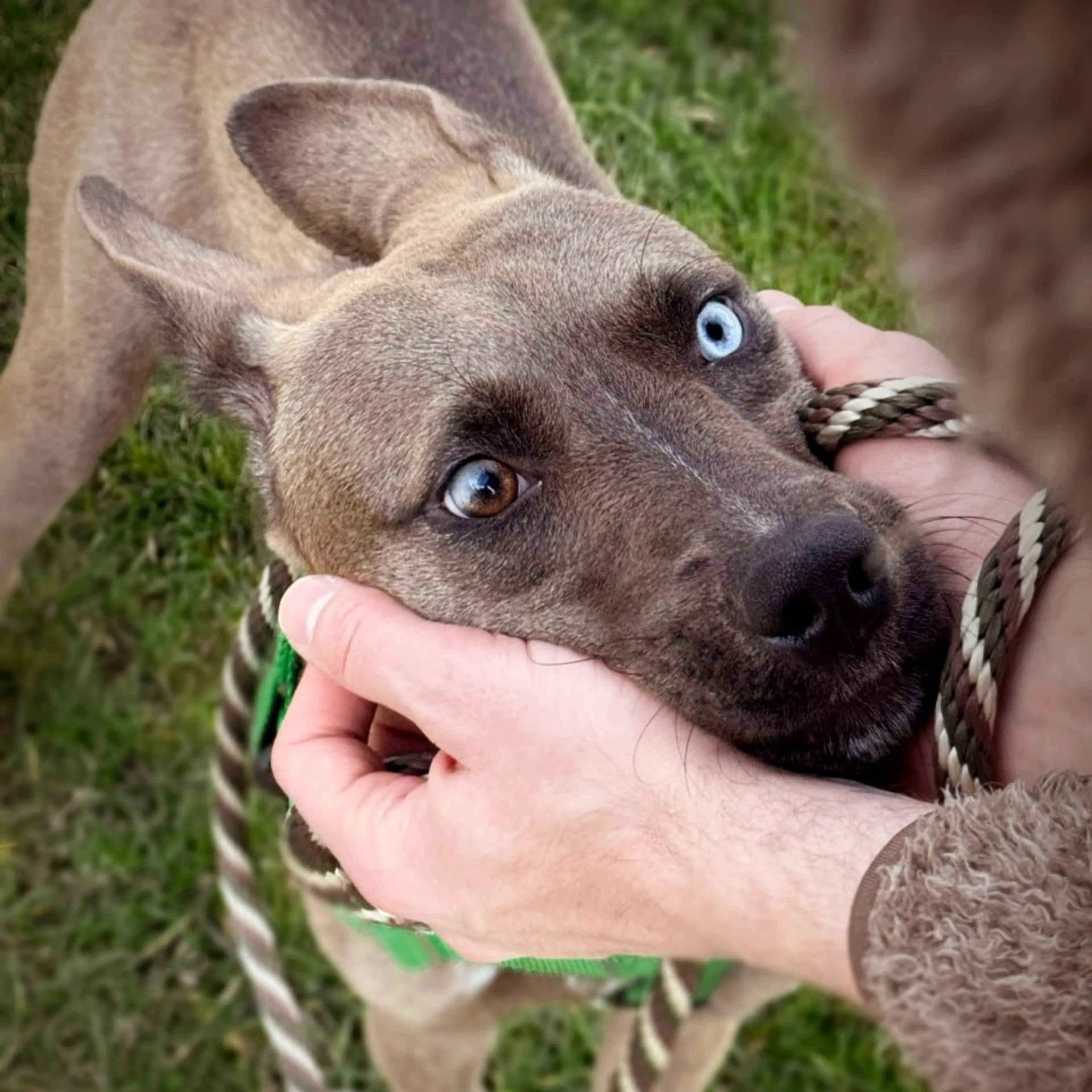 Found pet-2