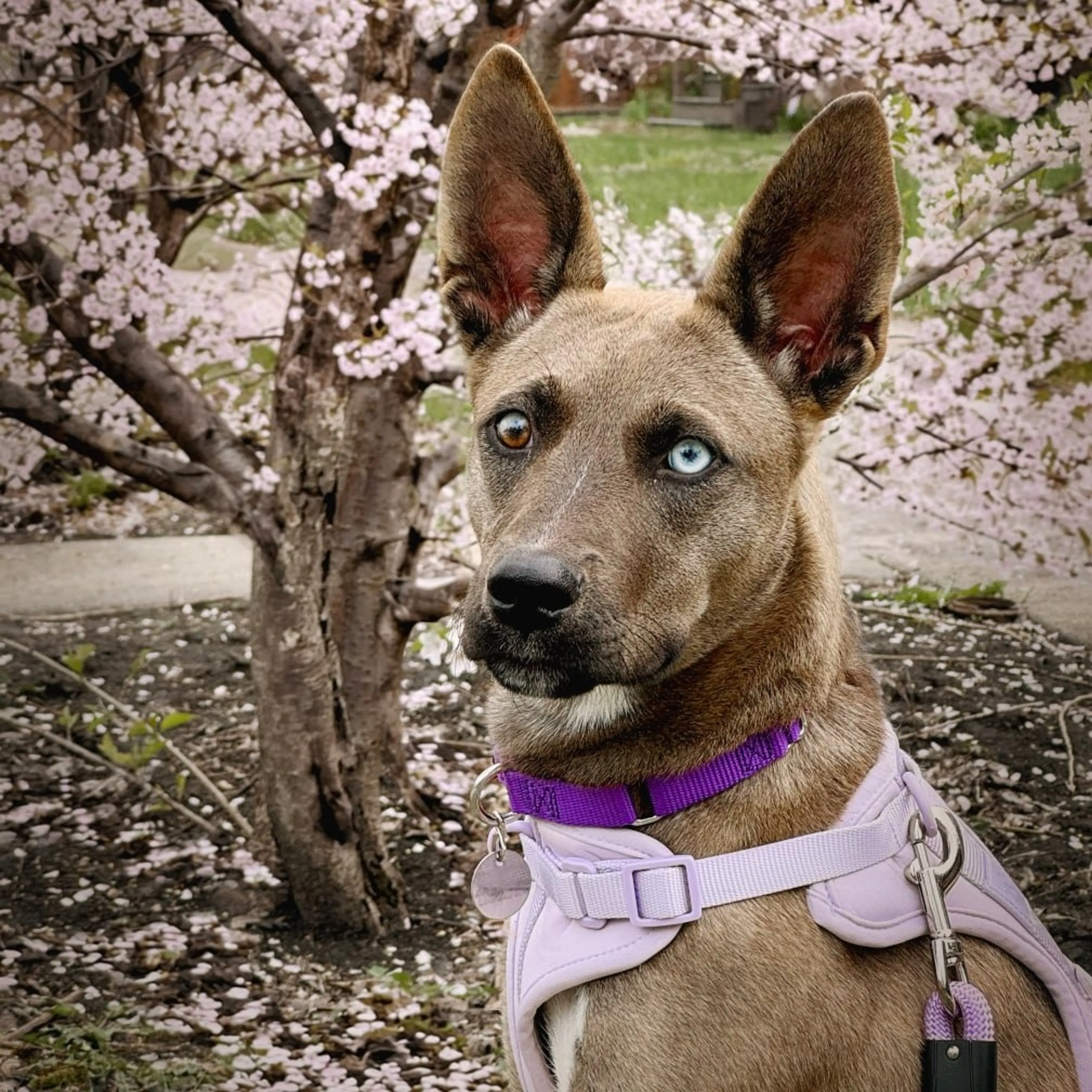 Found pet-3