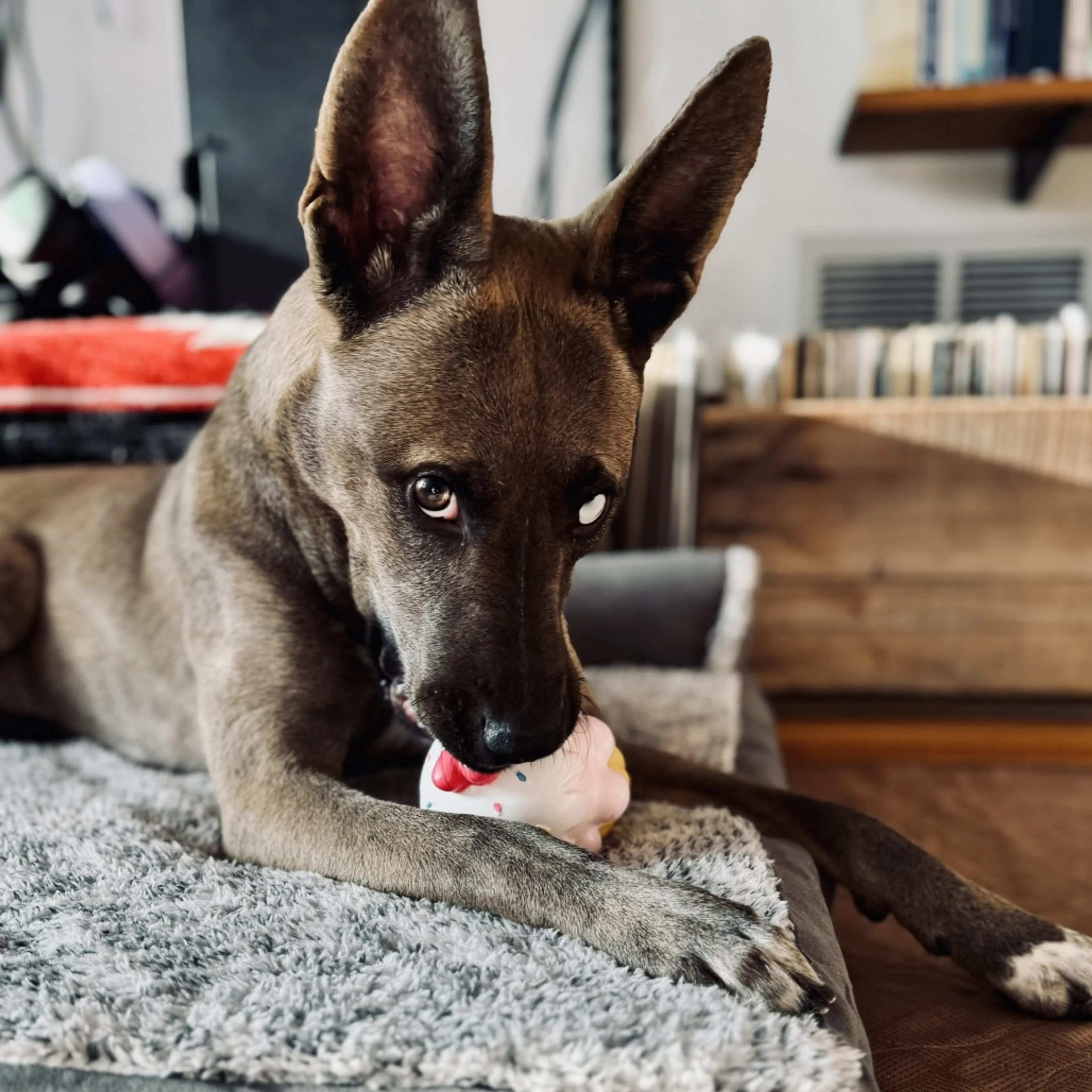 Found pet-5