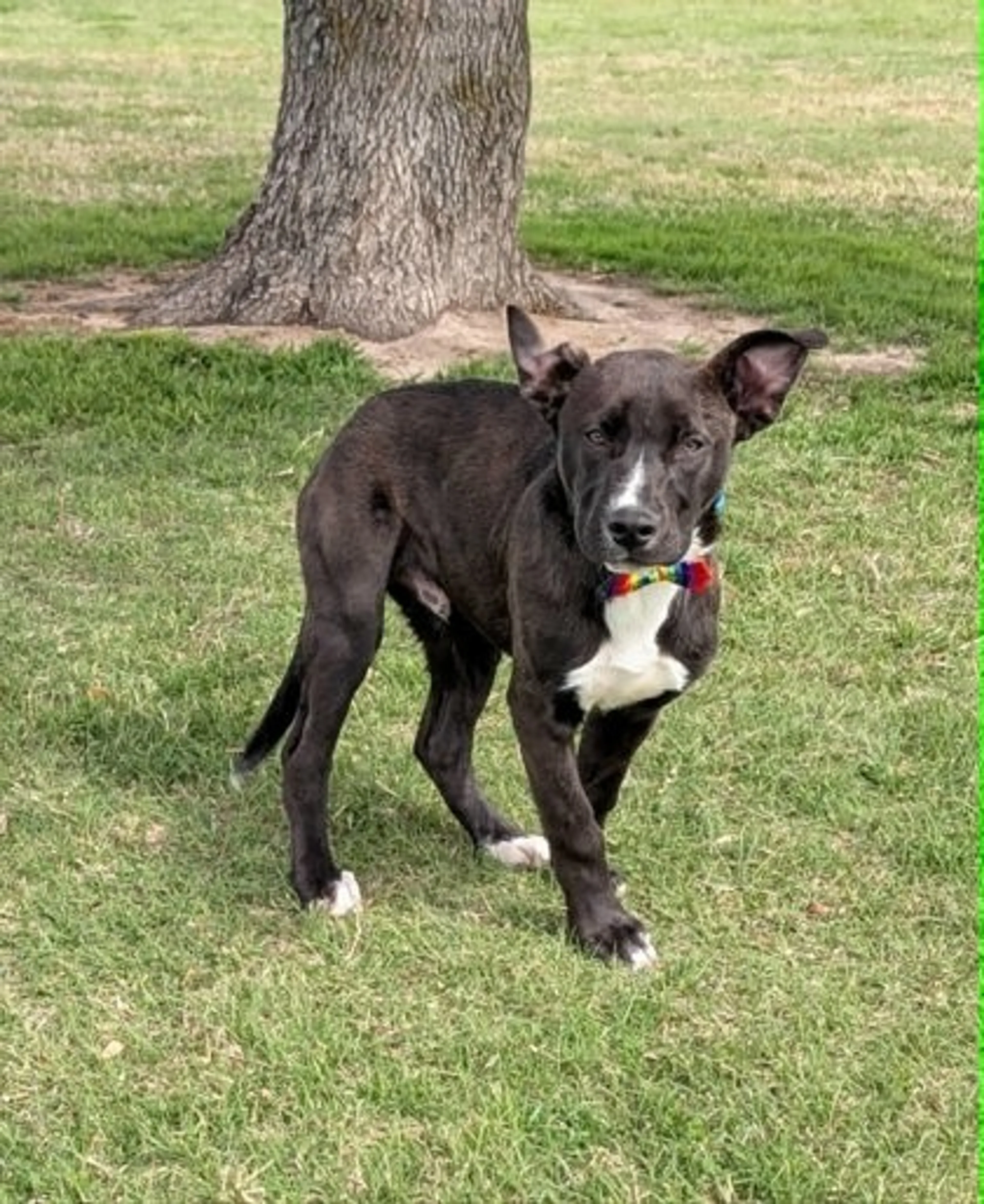 Found pet-1