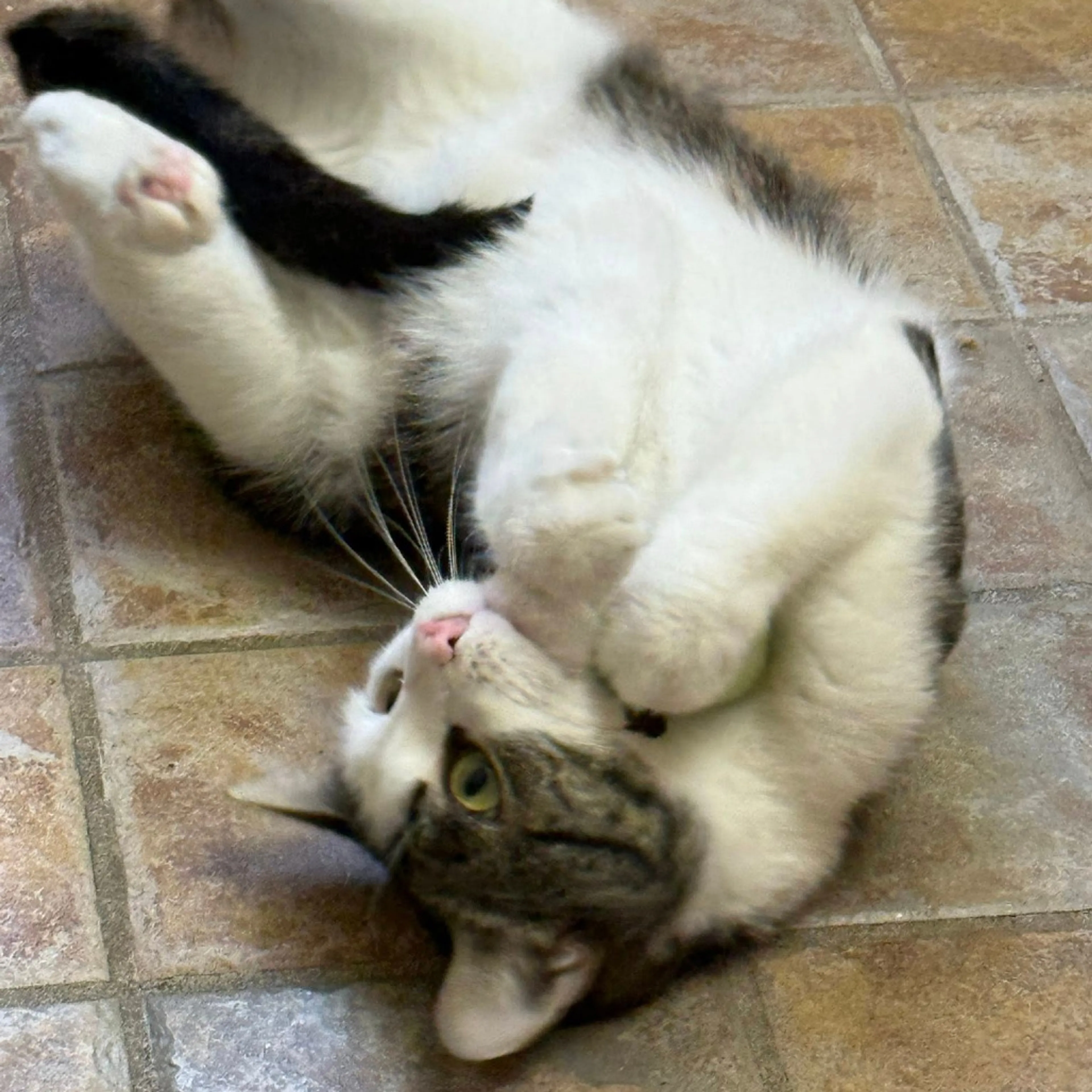Found pet-1