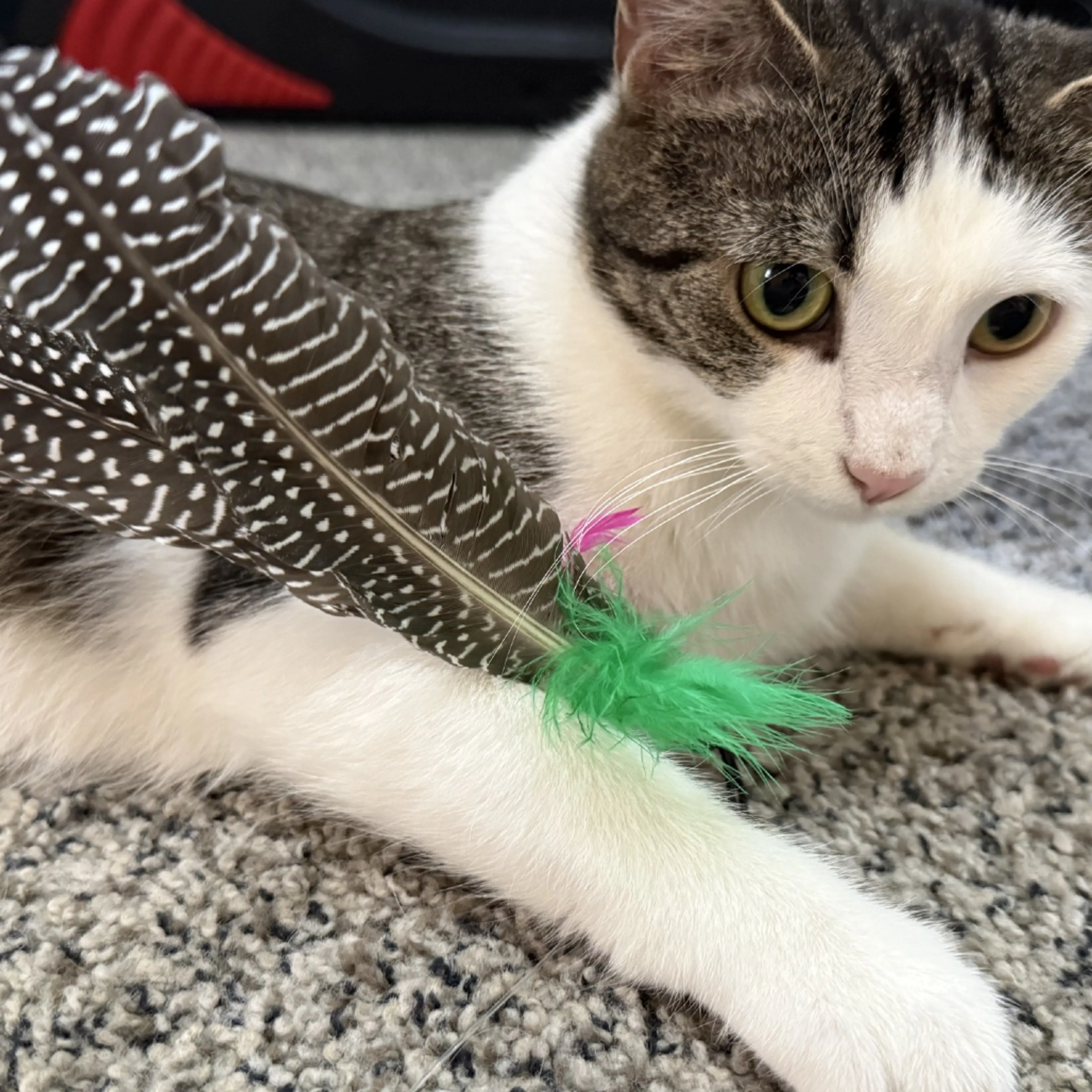 Found pet-2