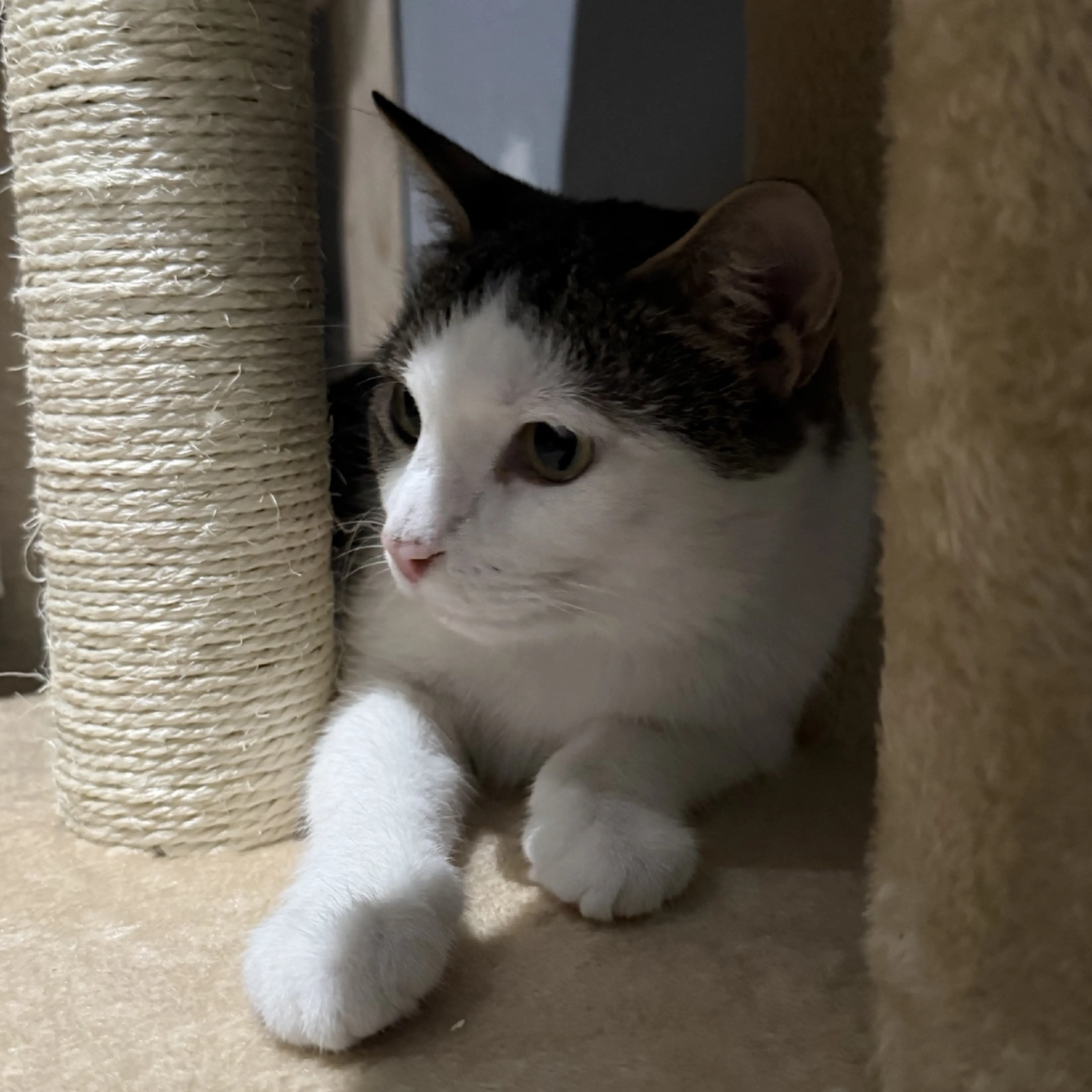 Found pet-0
