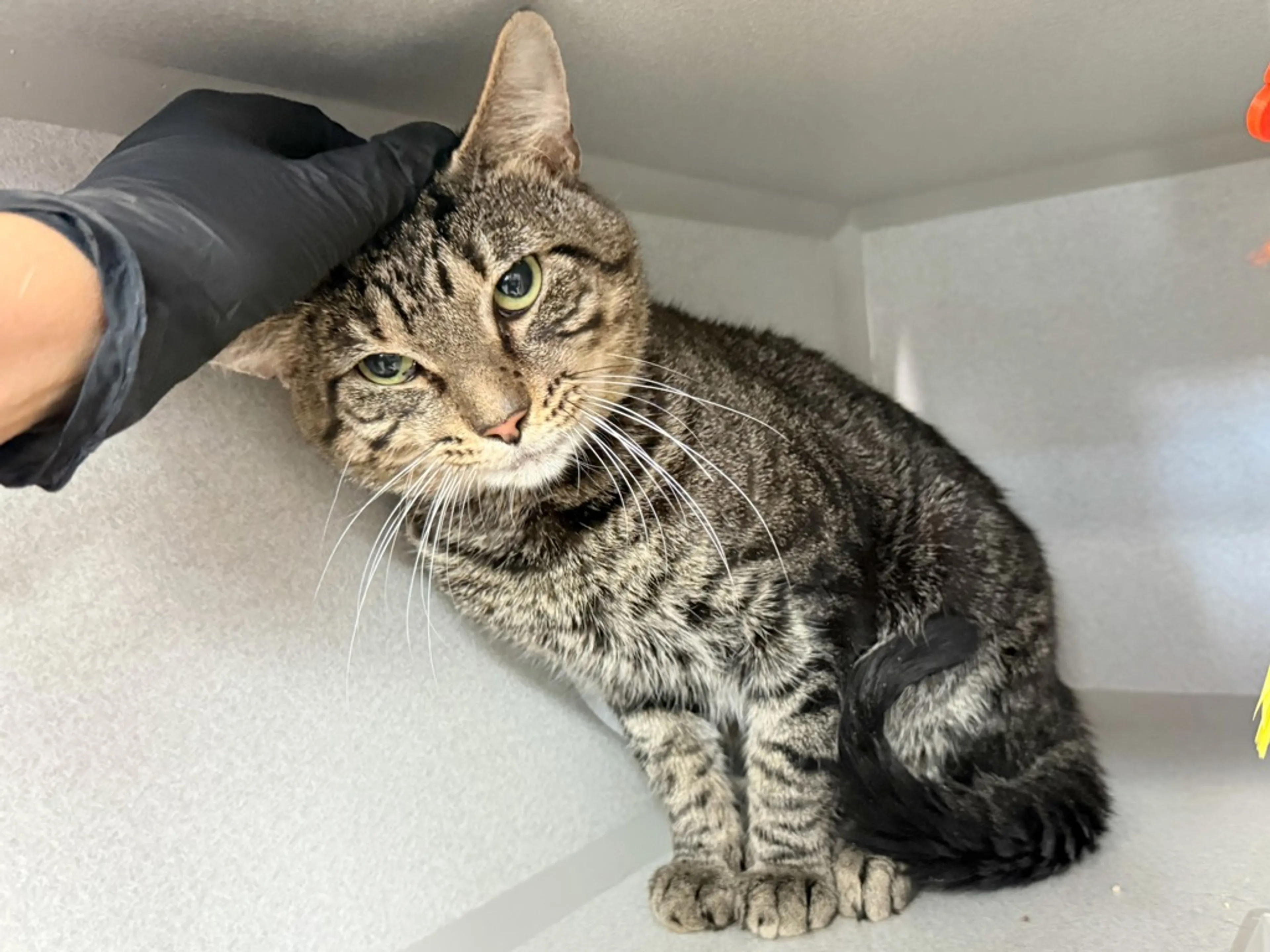 Found pet-4