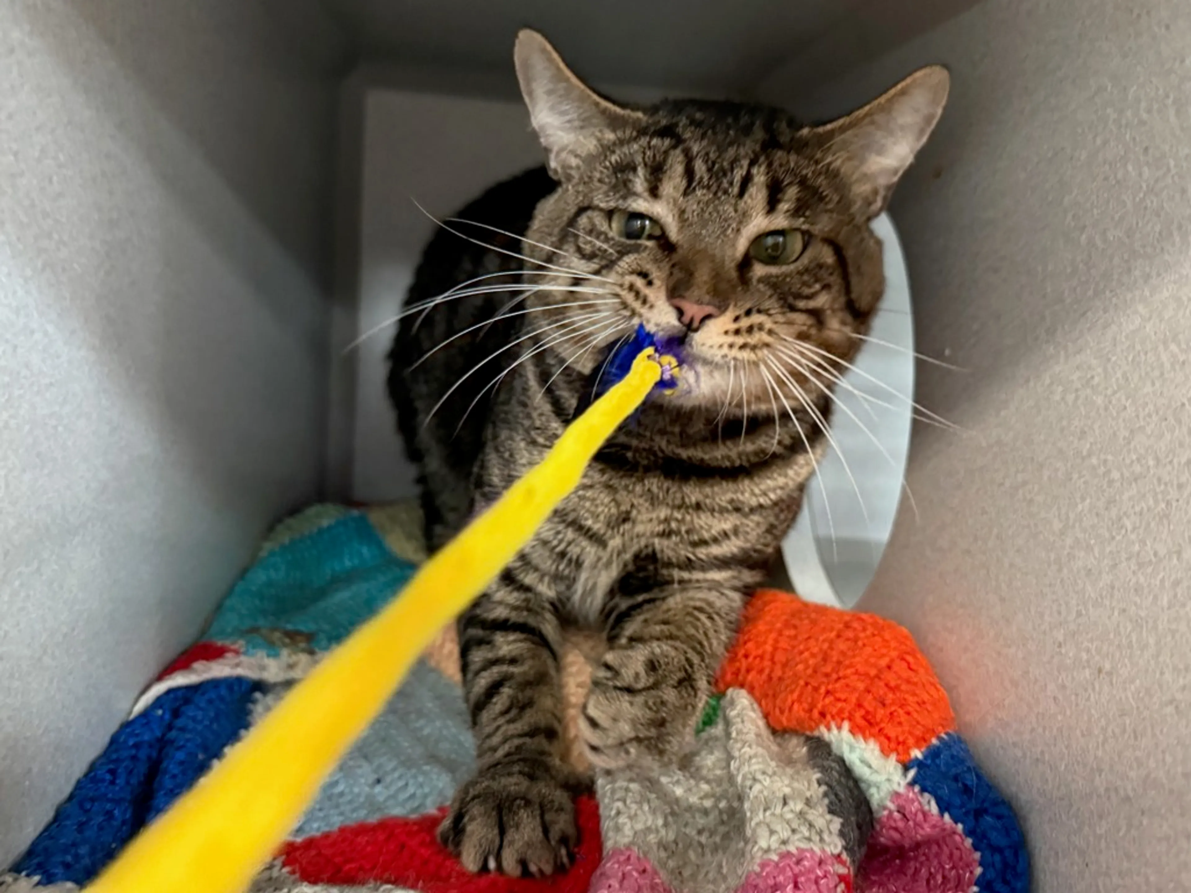 Found pet-3