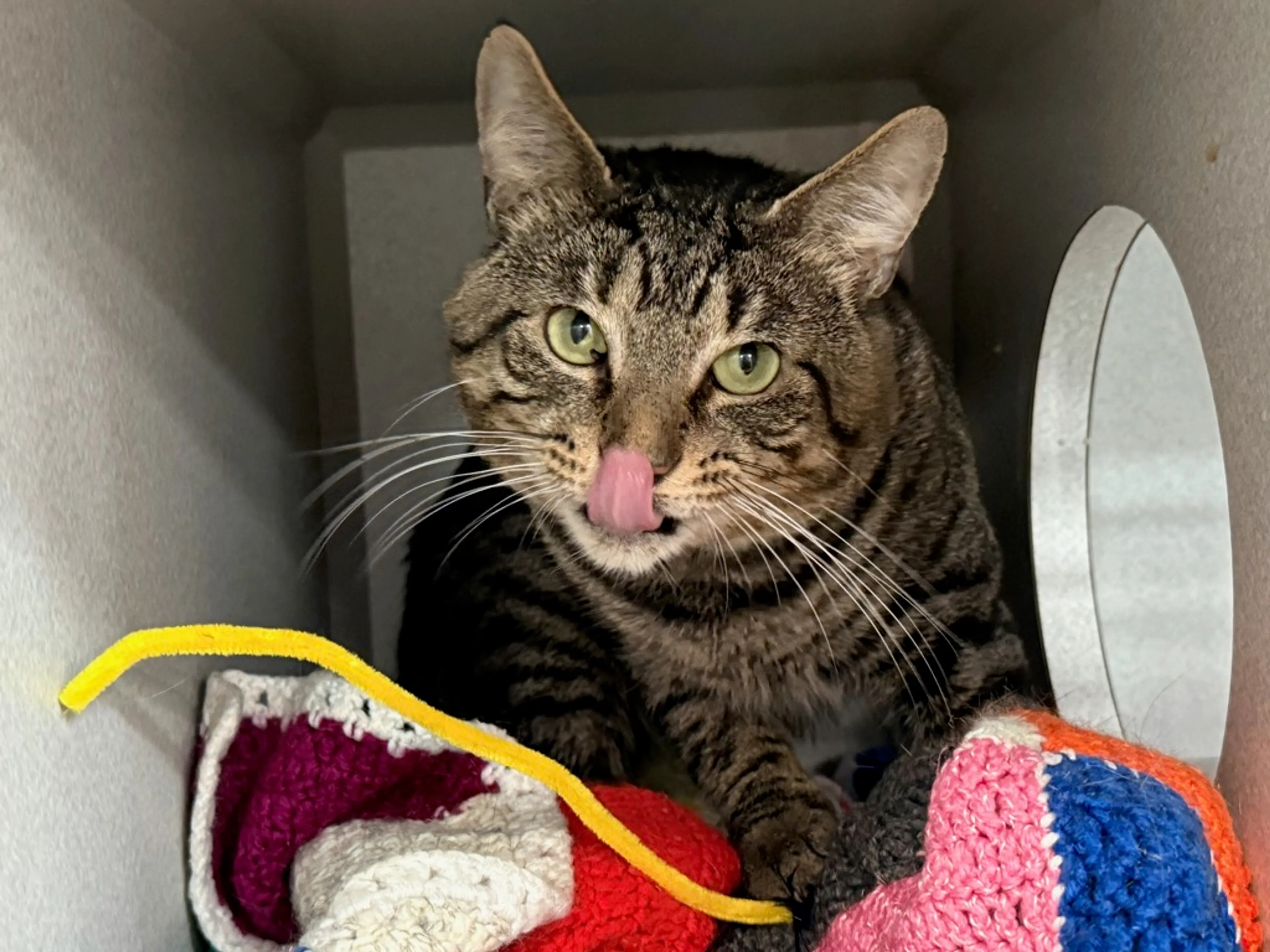 Found pet-1