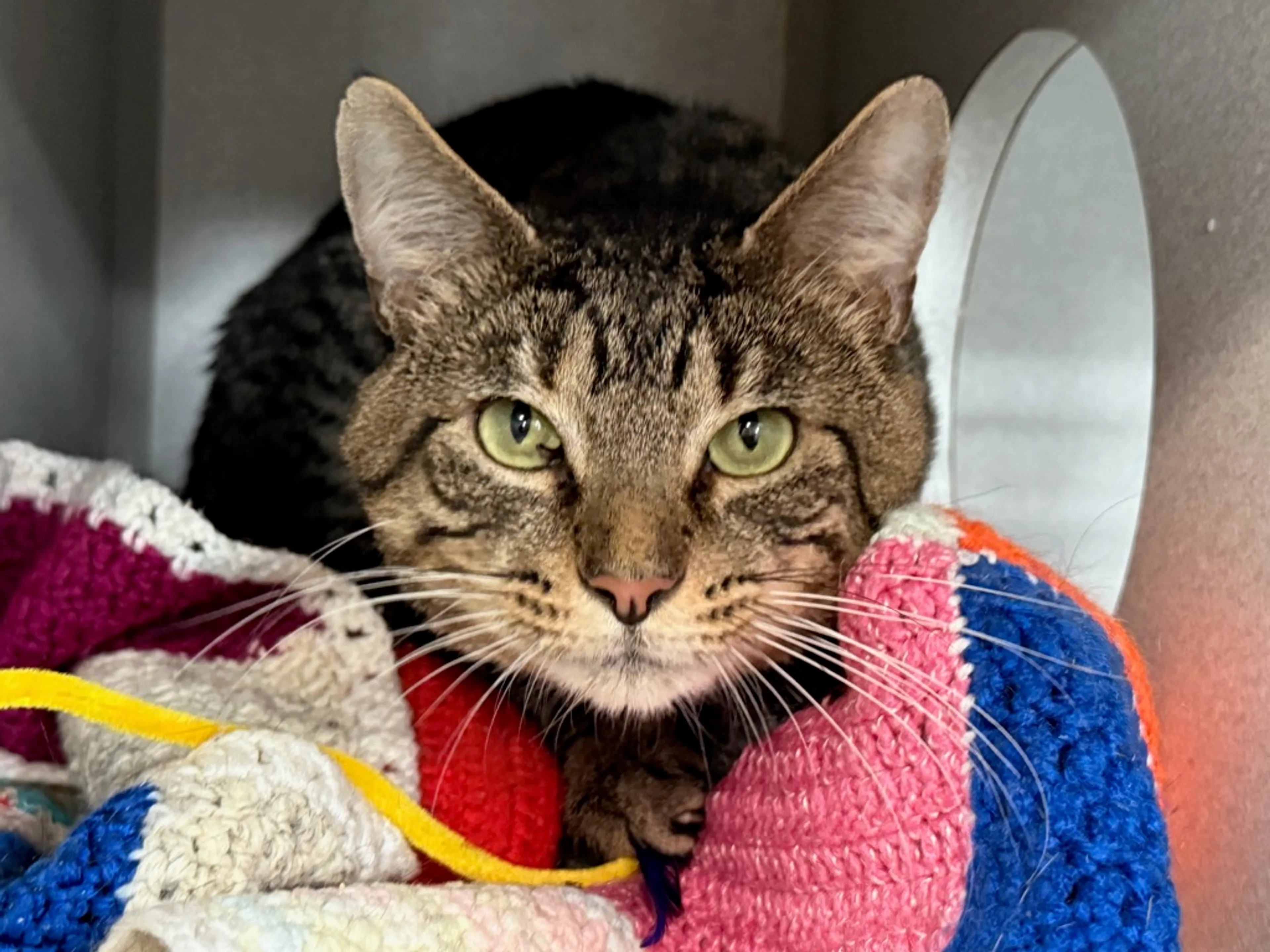Found pet-2