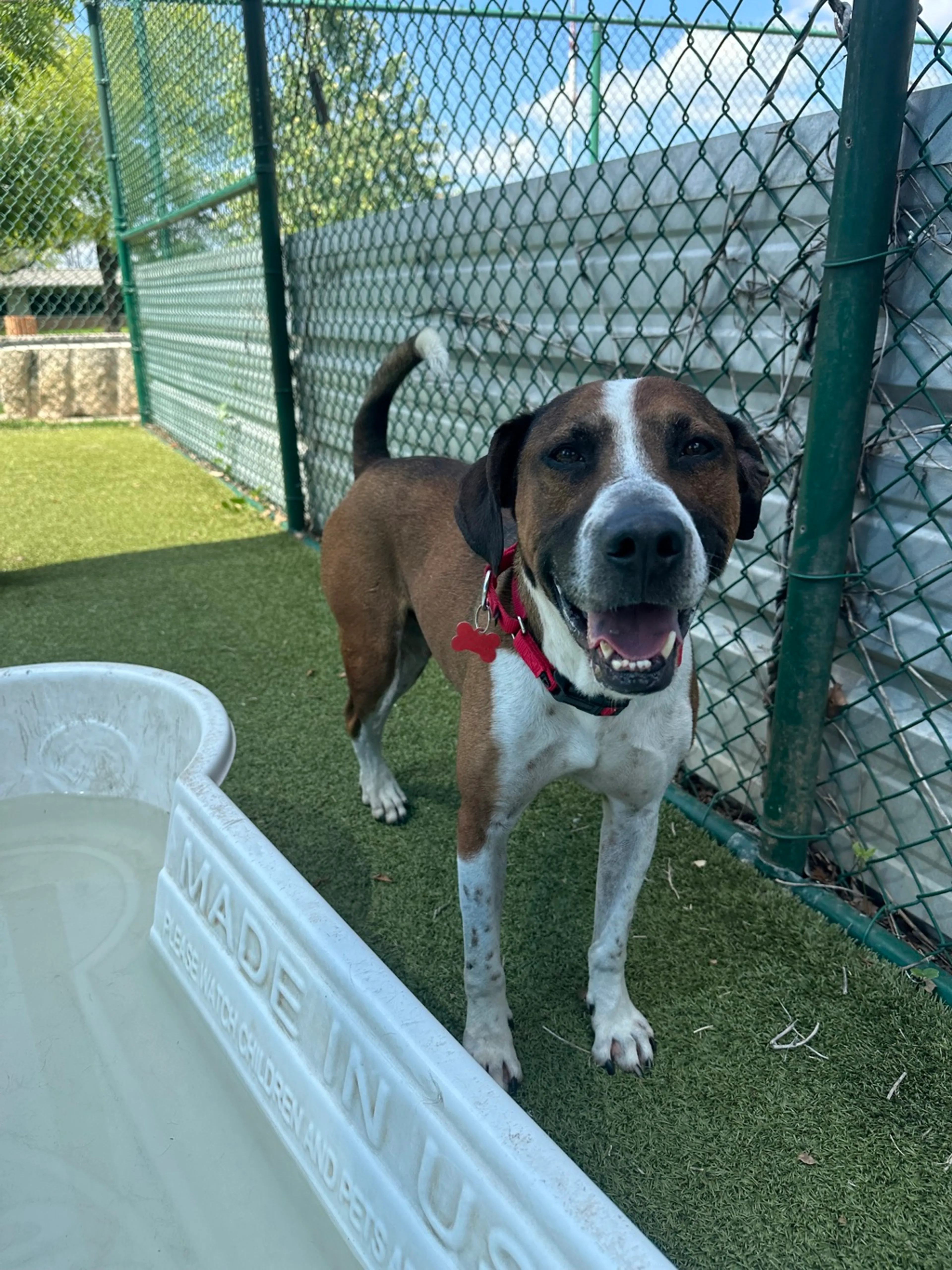 Found pet-3