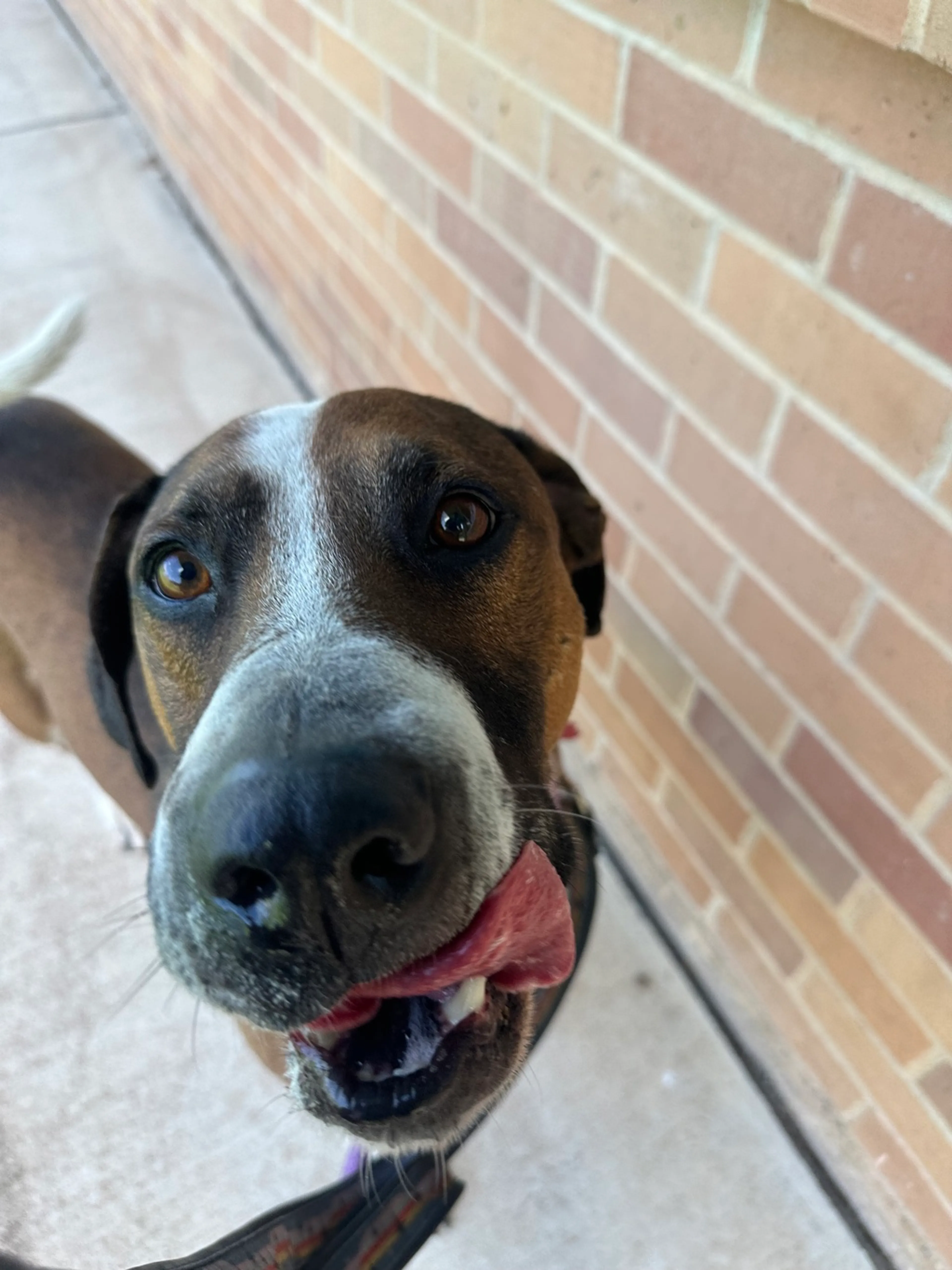 Found pet-2