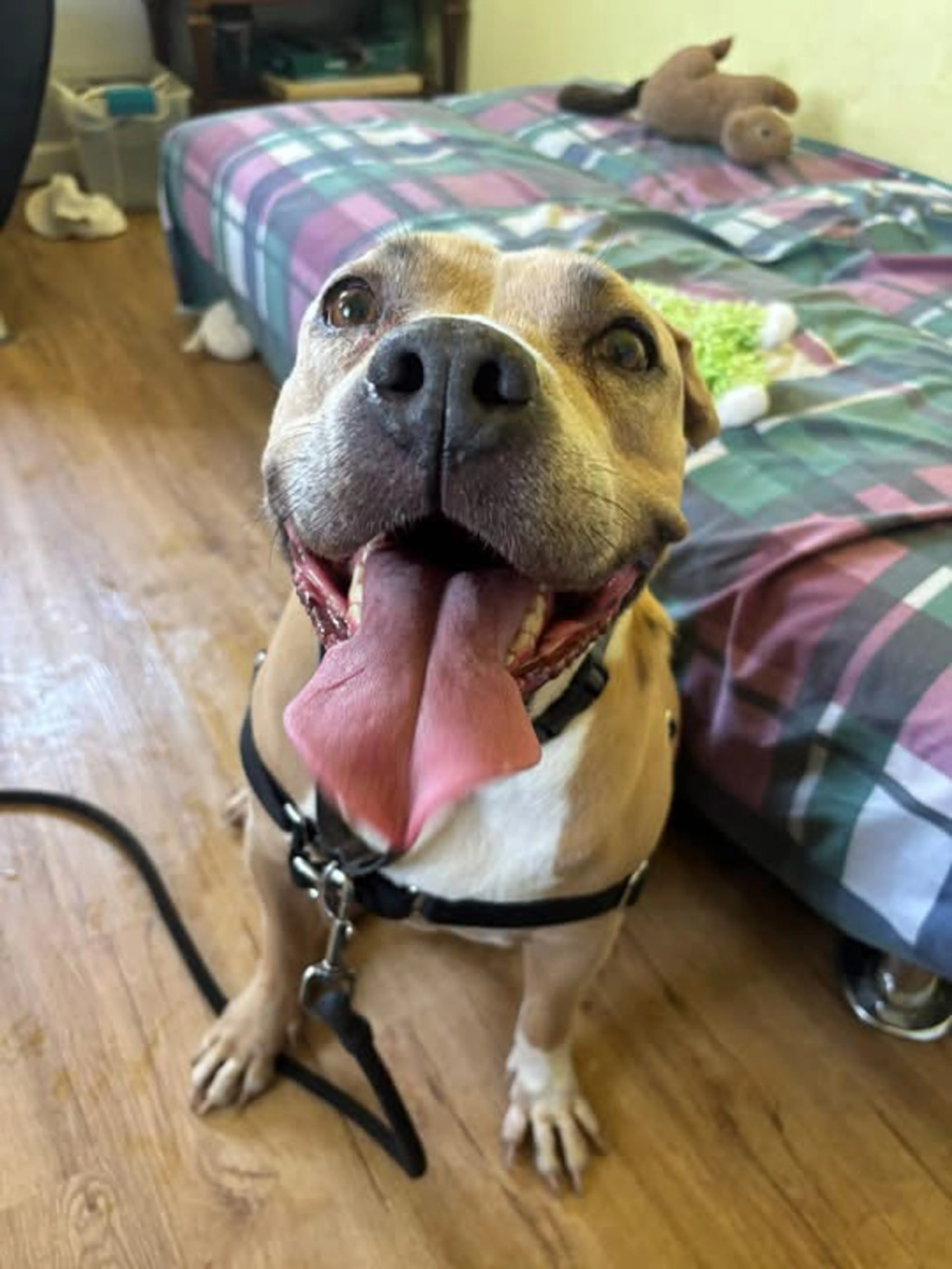 Found pet-2