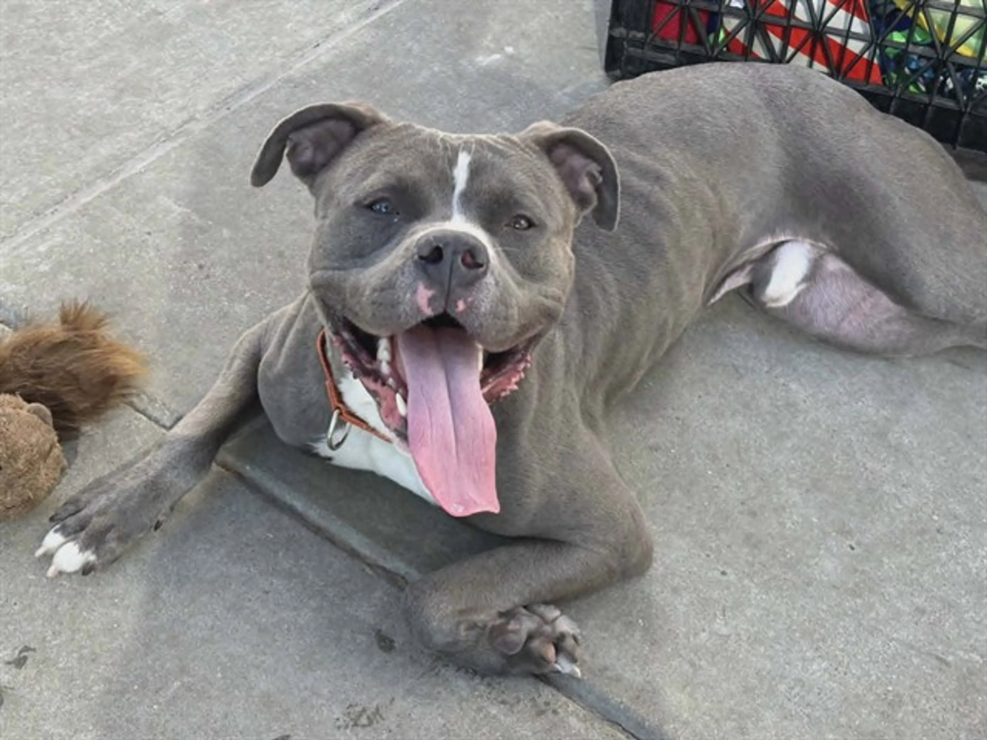 Found pet