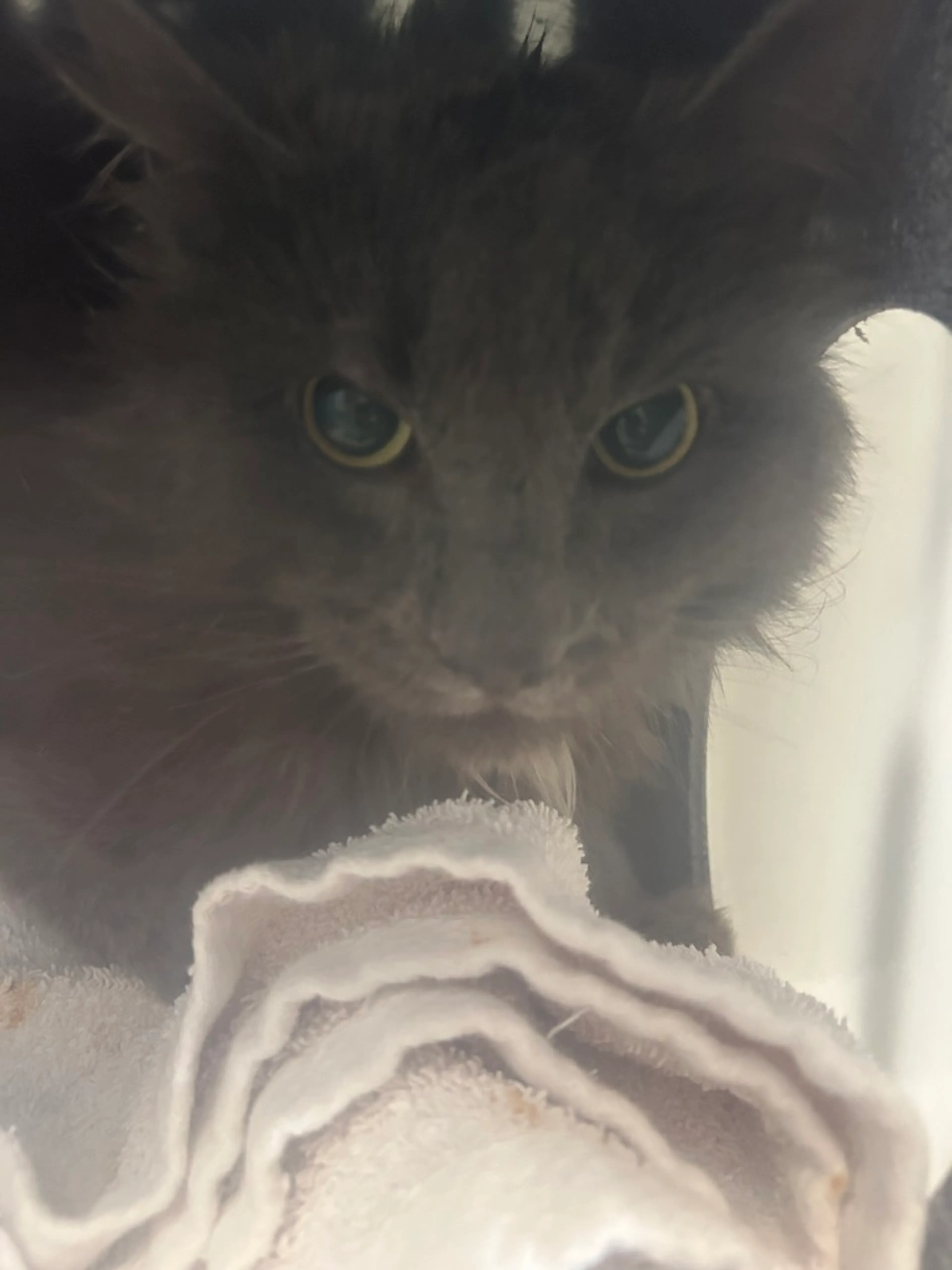 Found pet
