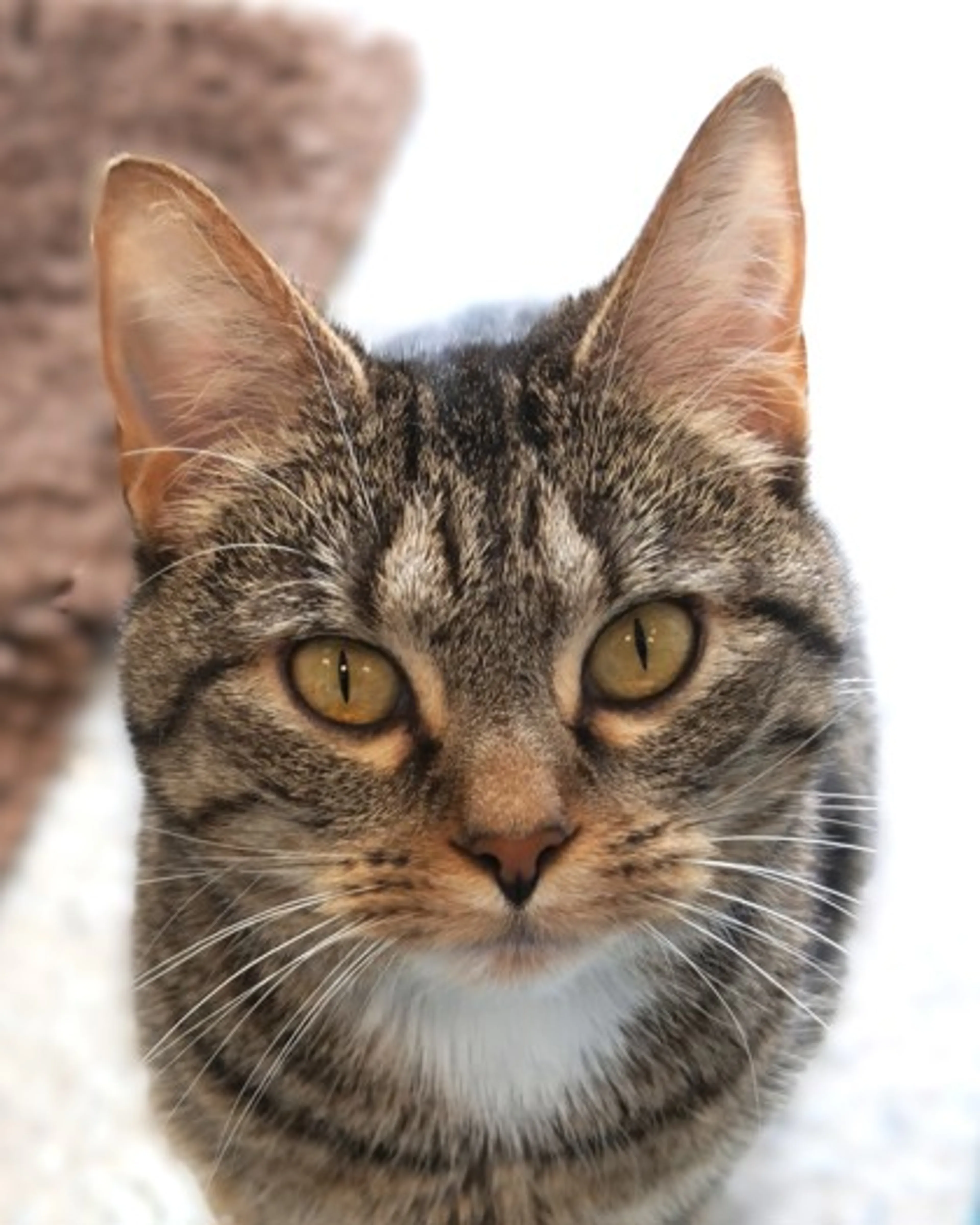 Found pet-2